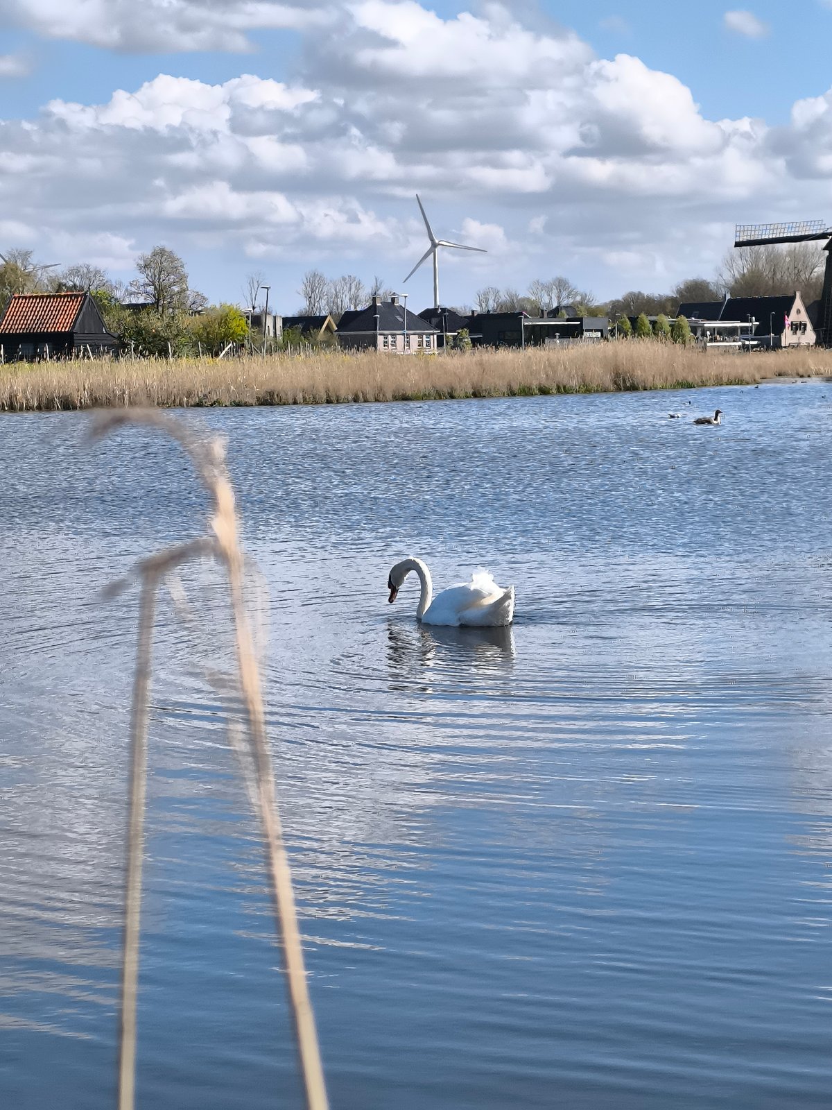 Swan glides past traditional windmill in Alkmaar waterway
