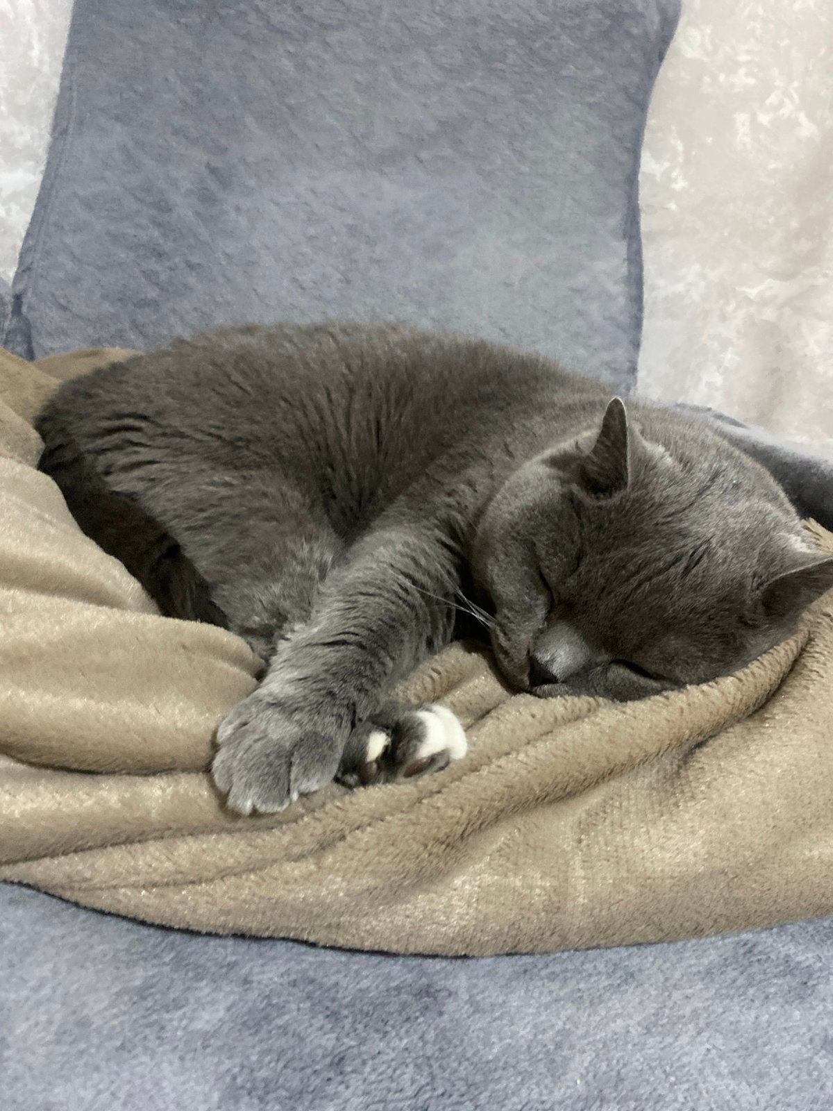 Grey cat sleeps curled up in Russian town