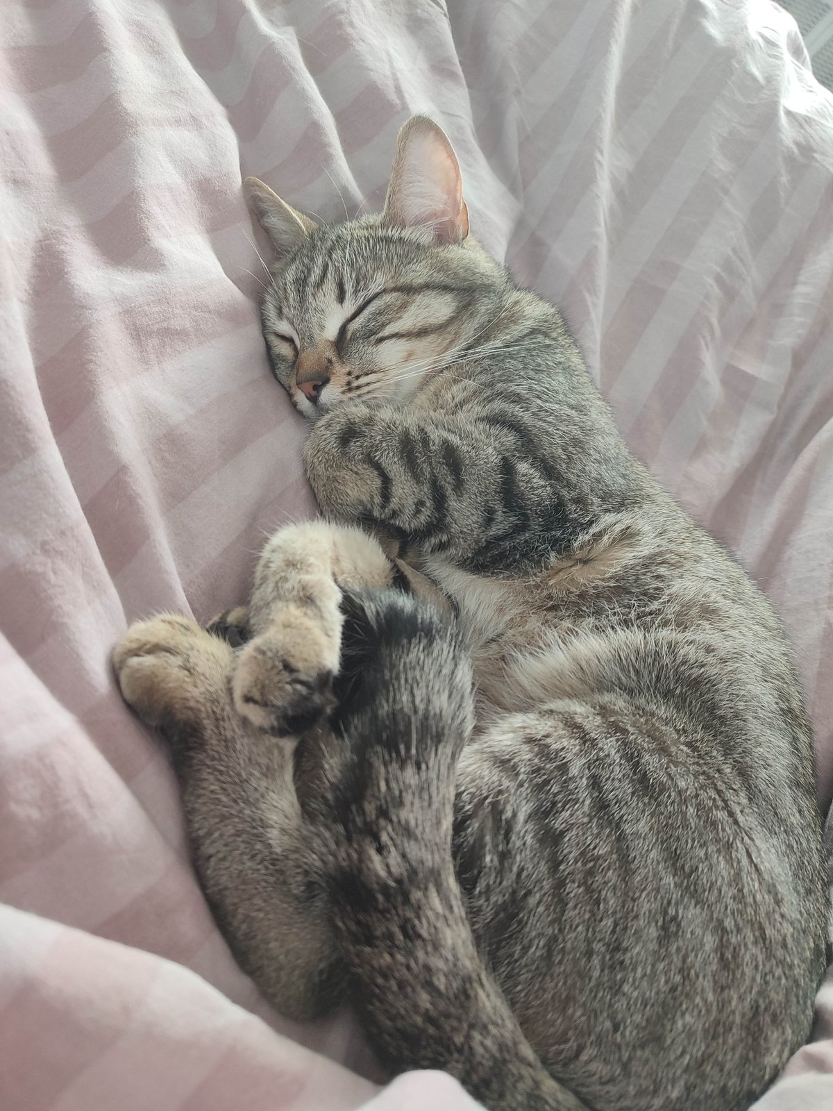 Tabby cats spotted sleeping, playing in morning domestic scenes