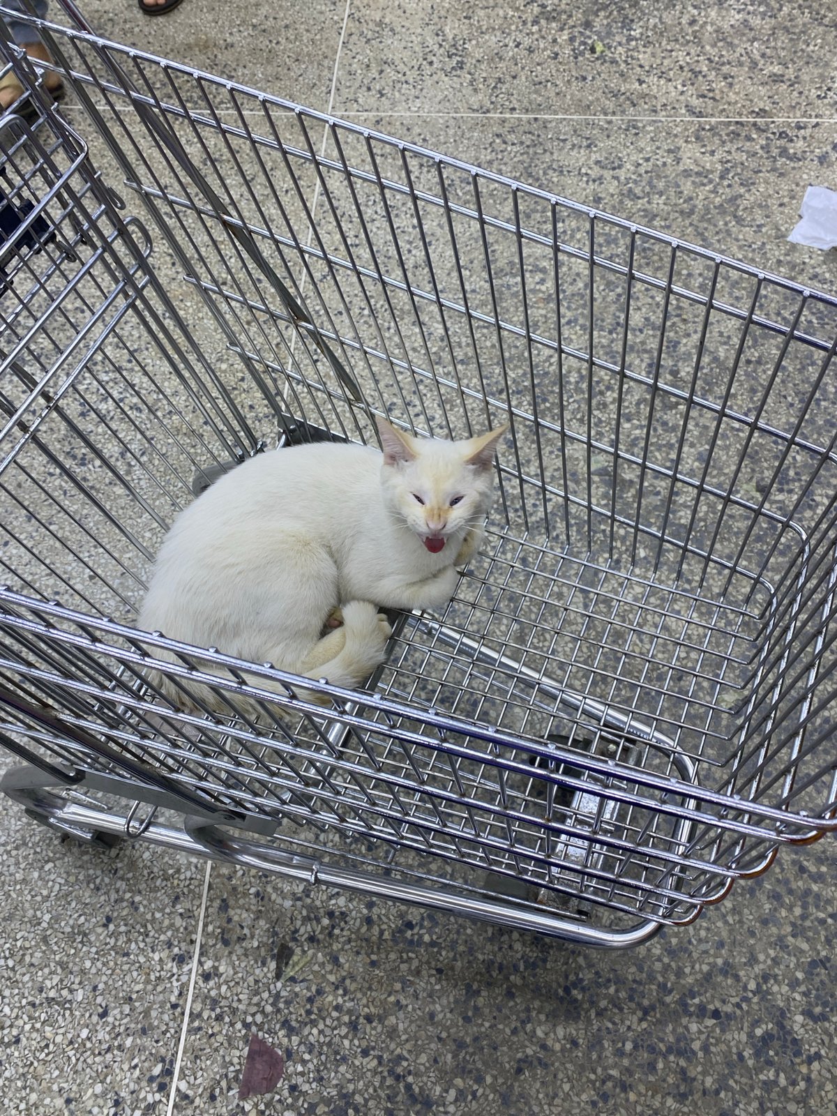 White cat rests in shopping cart in Tinaquillo, Venezuela