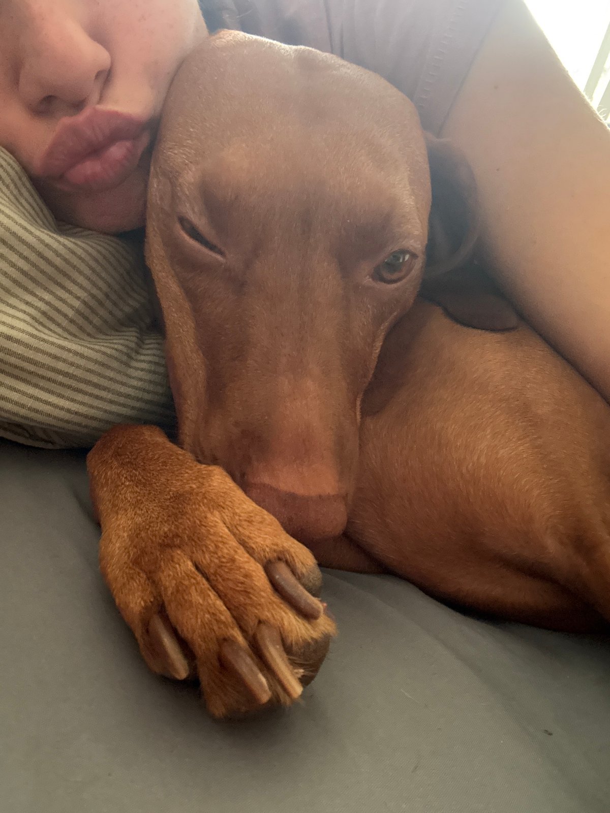 Vizsla dog cuddles with owner in bed during morning hours