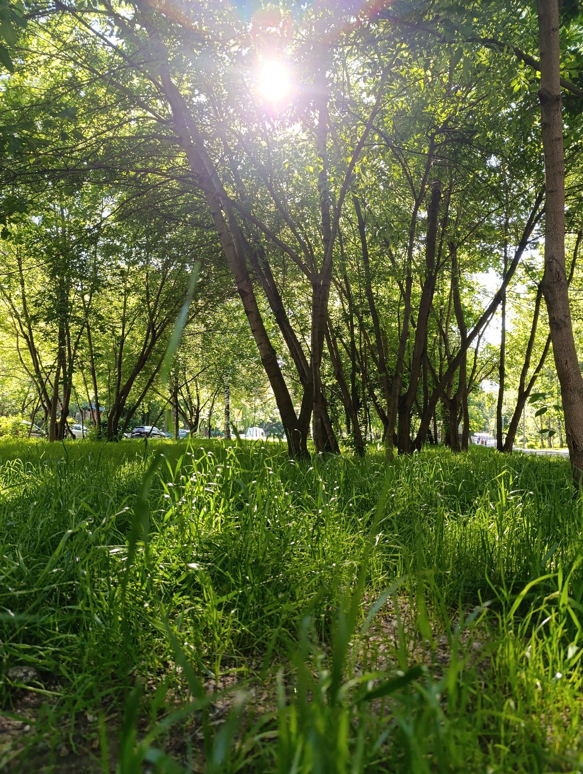Moscow park scenes feature child, delivery robots on summer afternoon