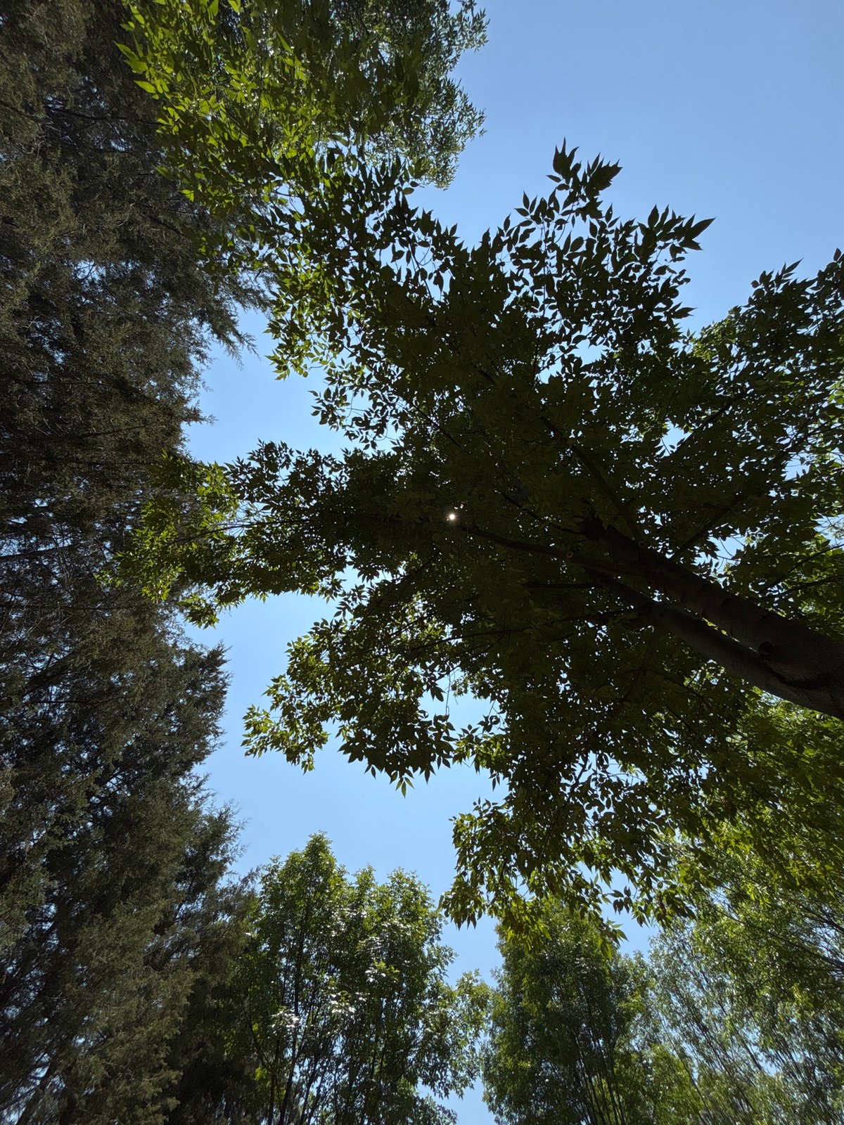 Tree canopy photographed against clear sky in Mexico