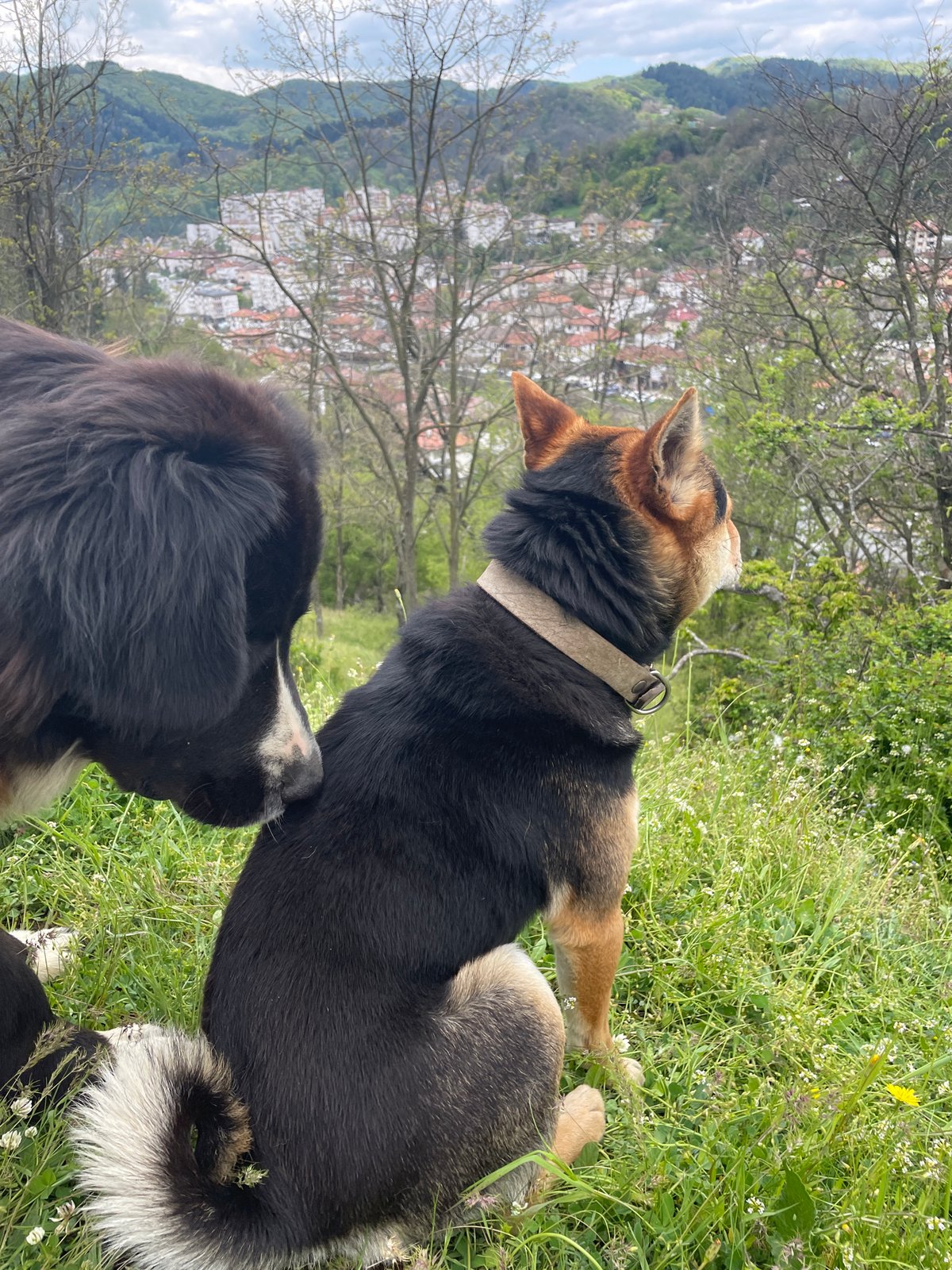 Rural life: Dogs and farm animals documented in Zlatograd