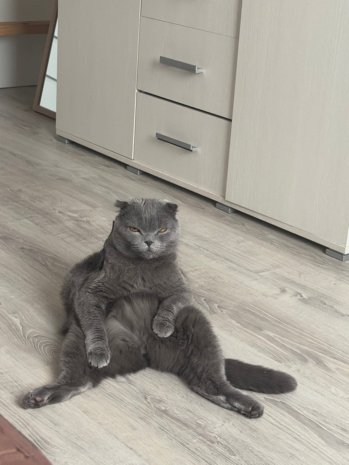 Scottish Fold cat rests on wooden floor in Saint Petersburg