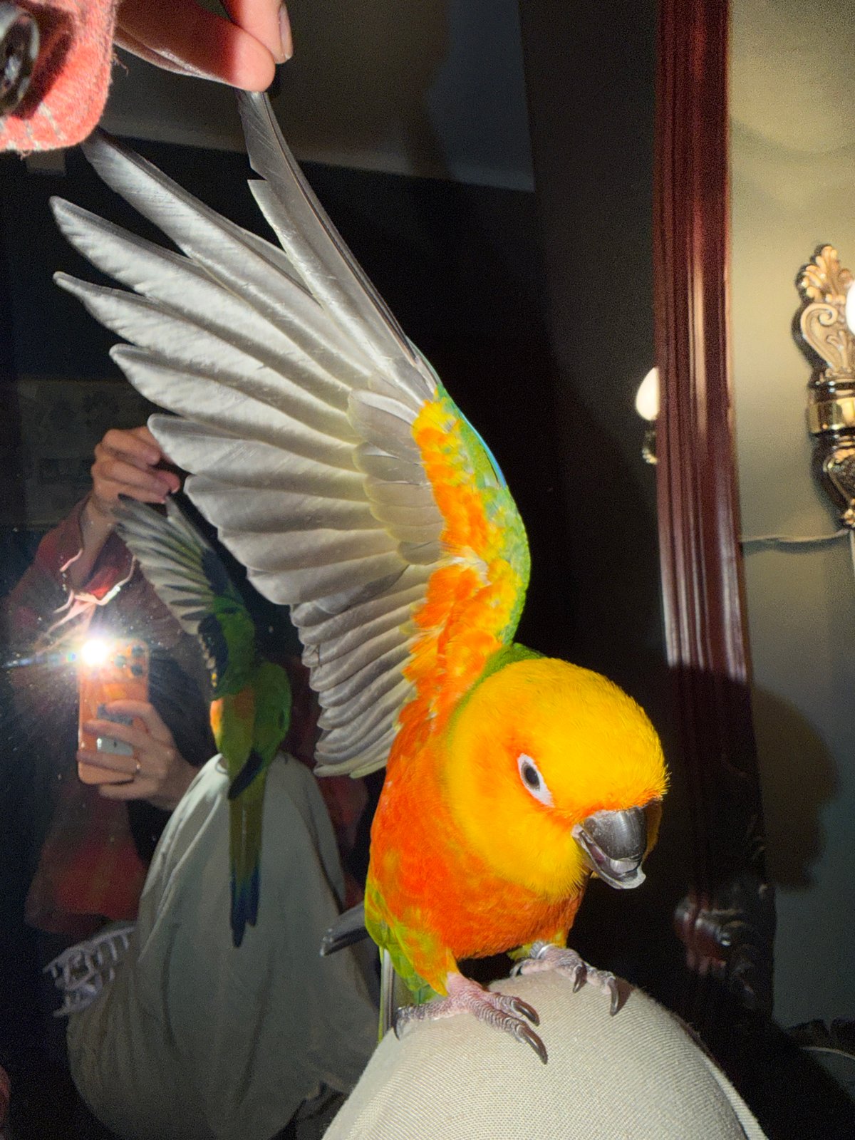 Colorful parrot spotted with wings extended on textured surface