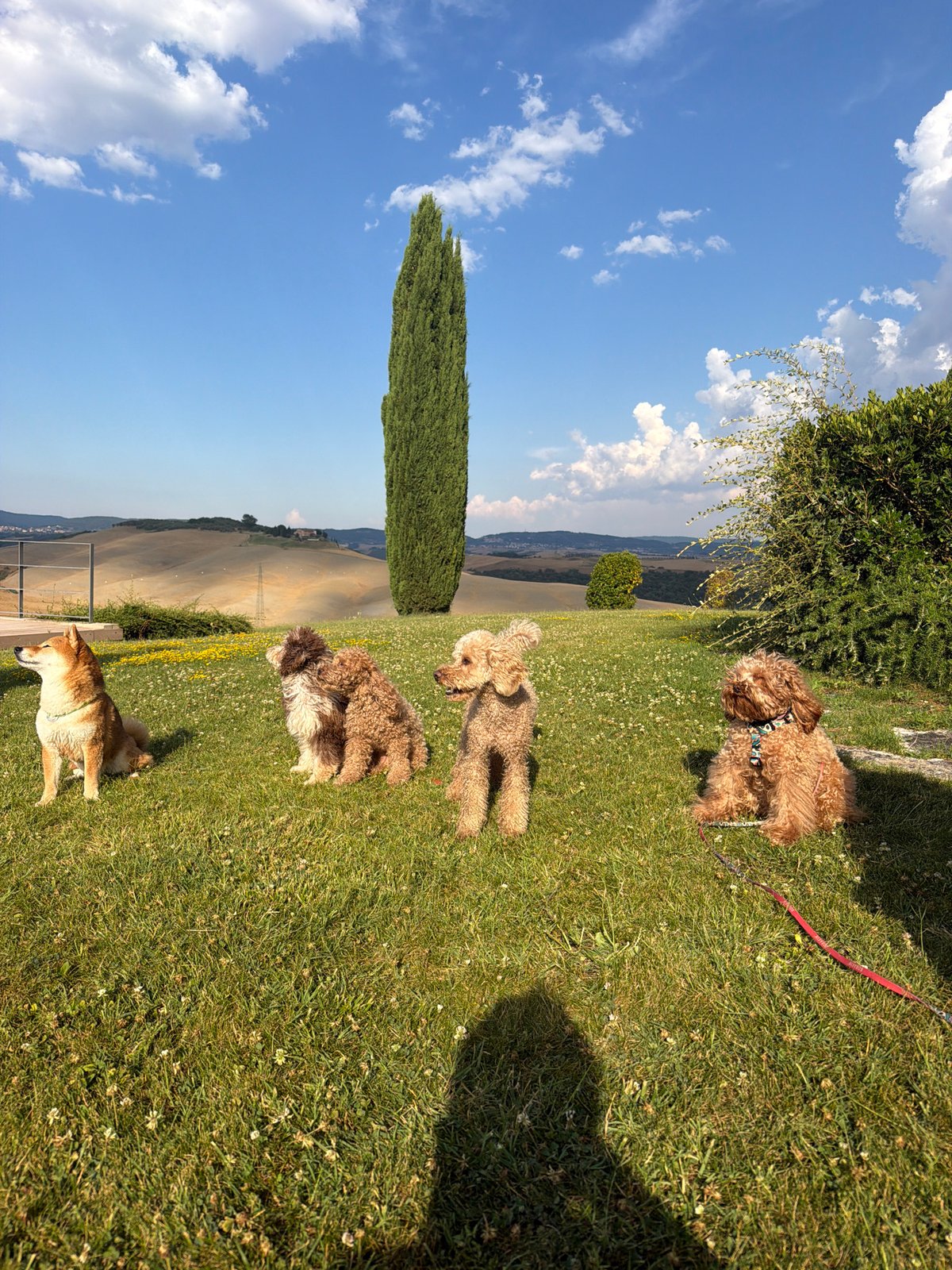 Dogs relaxing and playing in the Tuscan hills of Asciano