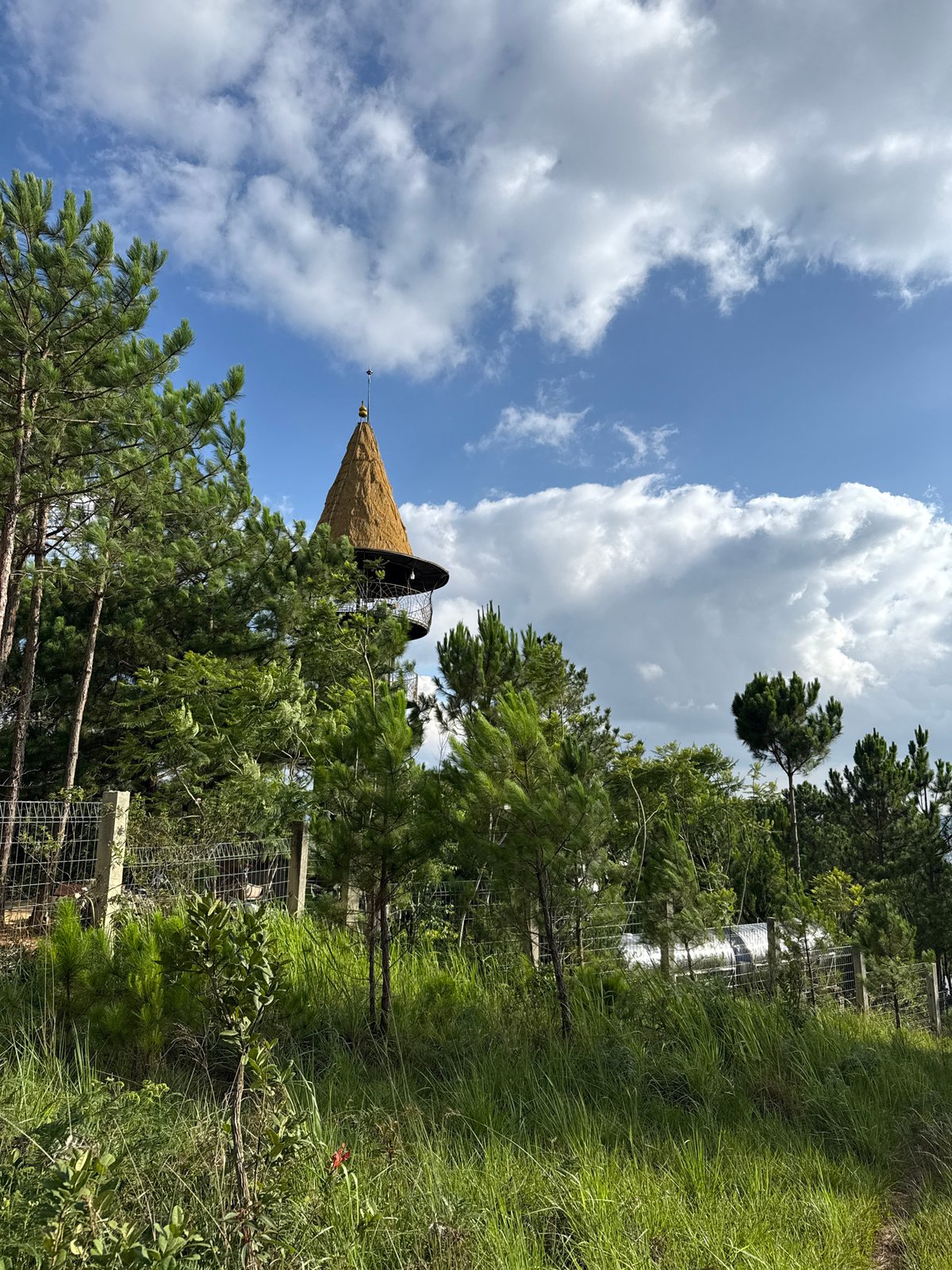 Morning landscape photography session captures Da Lat's pine forests