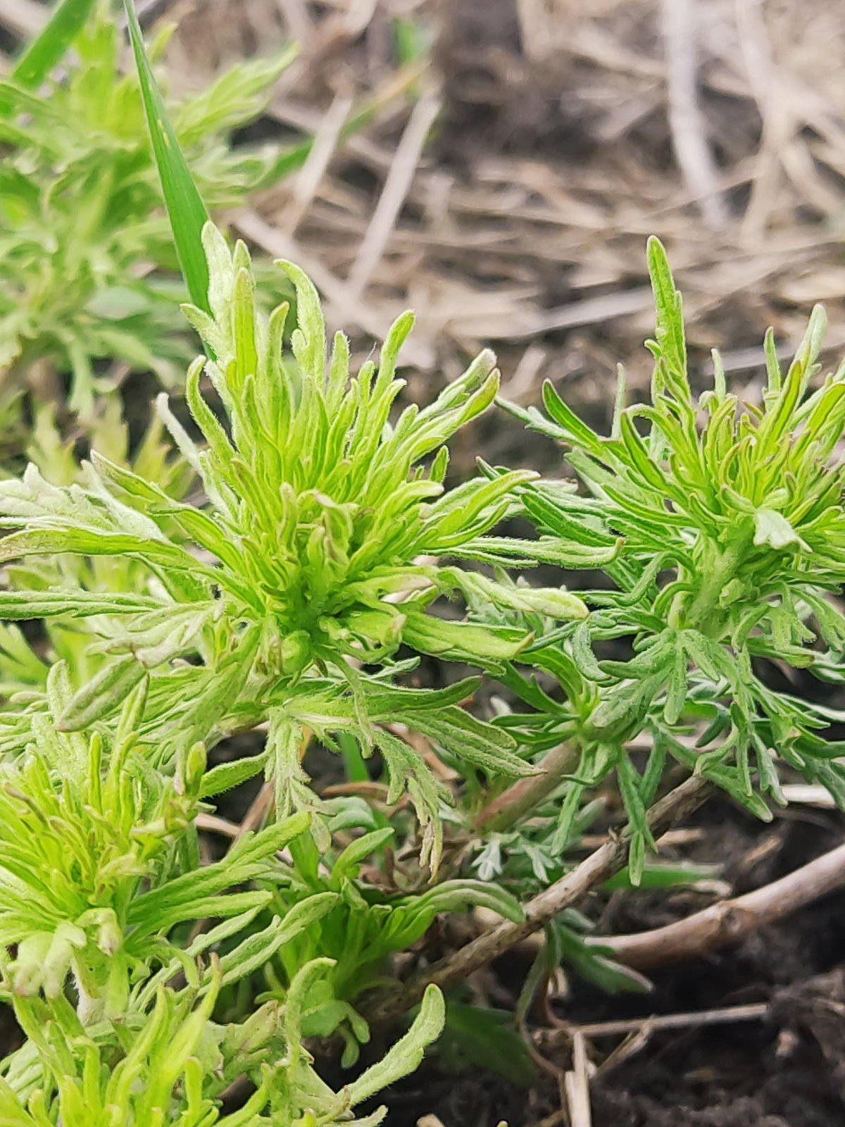 Green plants spotted growing in soil in Novyi Svit