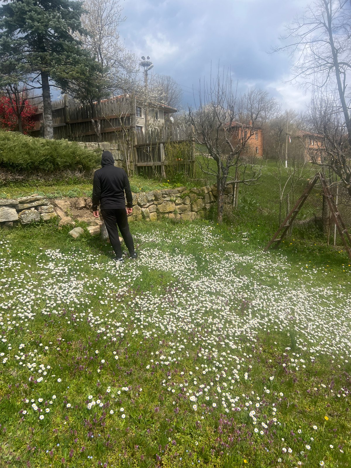 Person spotted in daisy field in rural Zaichari, Bulgaria