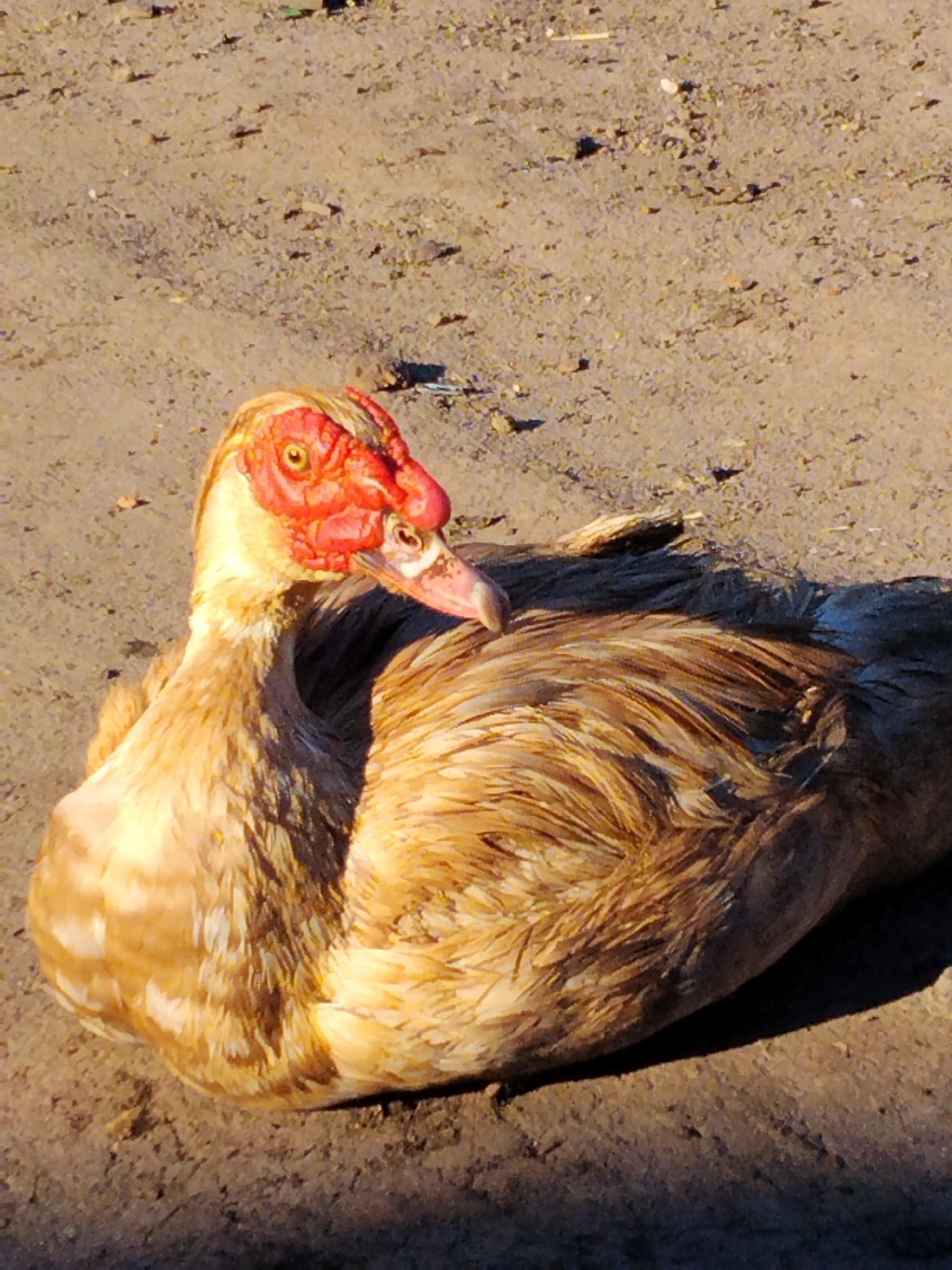 Muscovy ducks and farmyard birds on a dusty Ukrainian morning