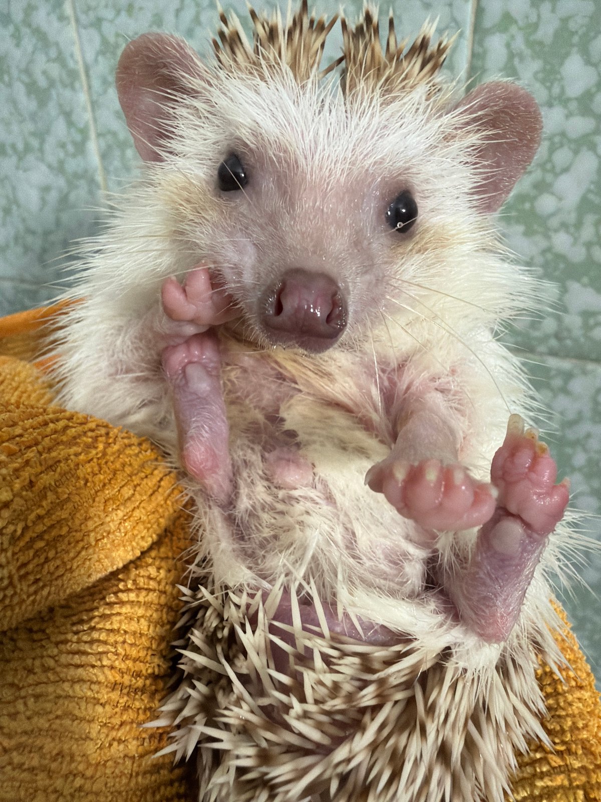 Hedgehog up close on an orange towel in Sofia