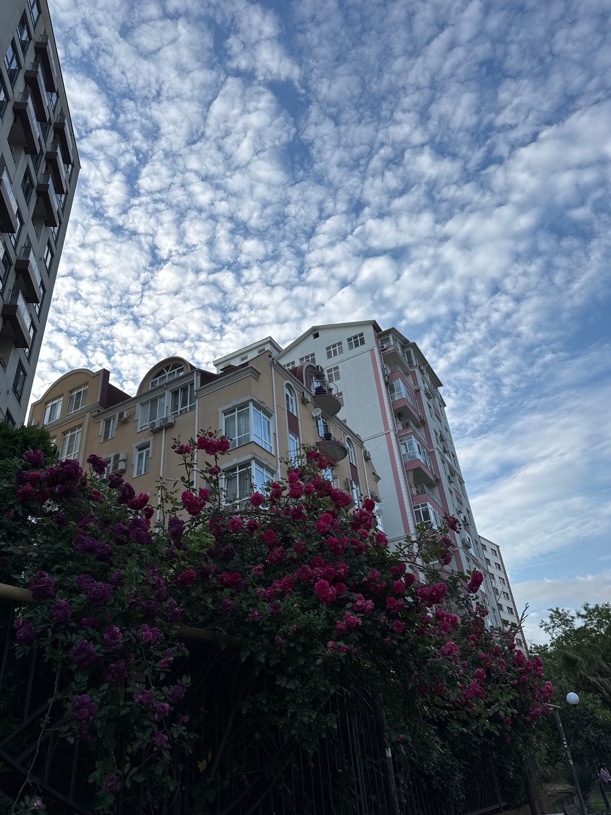 Woman Documents Family Afternoon in Sochi Rose Gardens