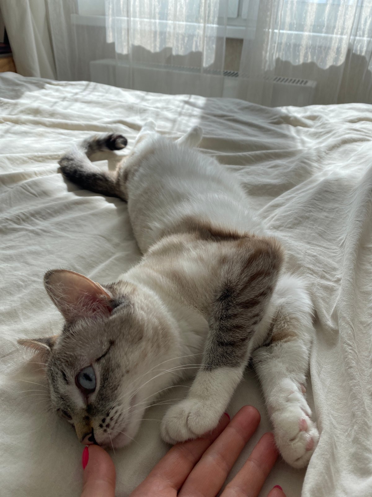 Person with pink nails pets grey cat in Yekaterinburg
