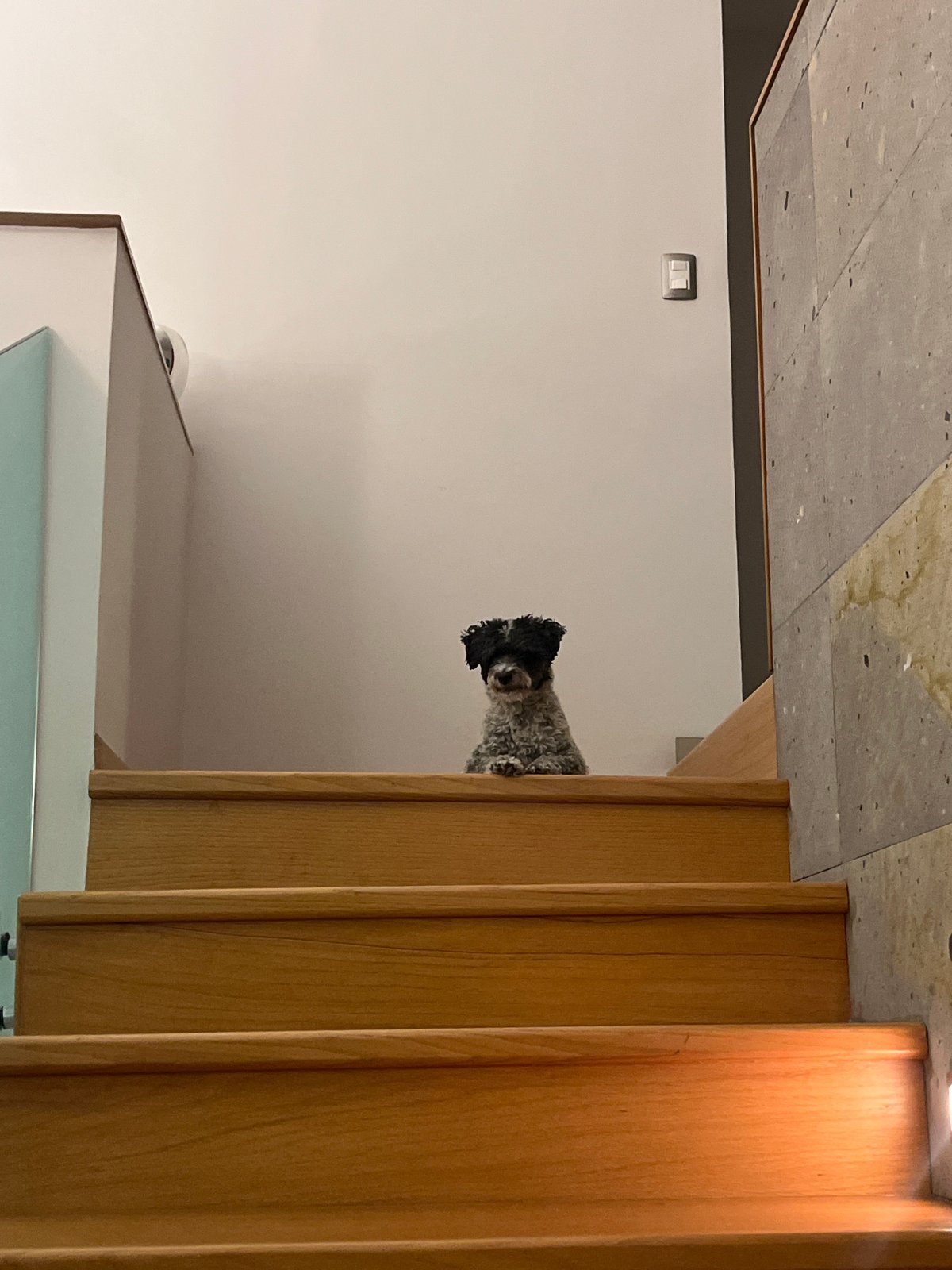 Dog spotted on wooden staircase in Mexico neighborhood