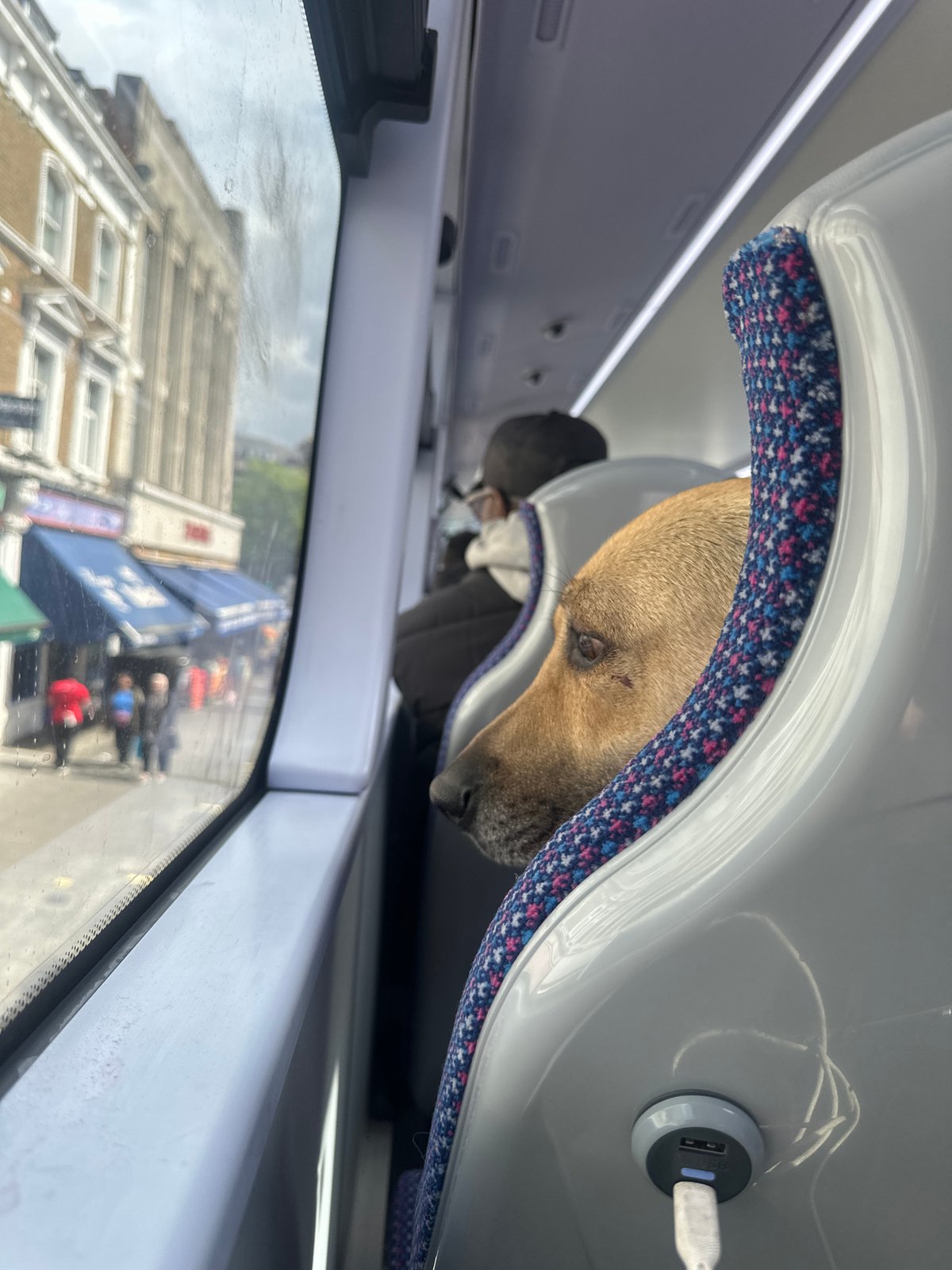 Brown dog rests on London bus seat near window