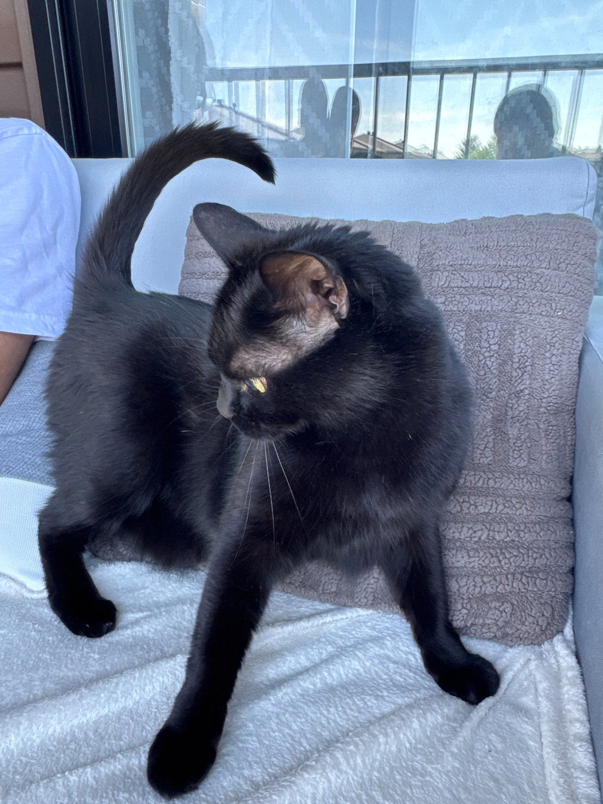 Gatineau resident documents quiet balcony afternoon with cat and plants