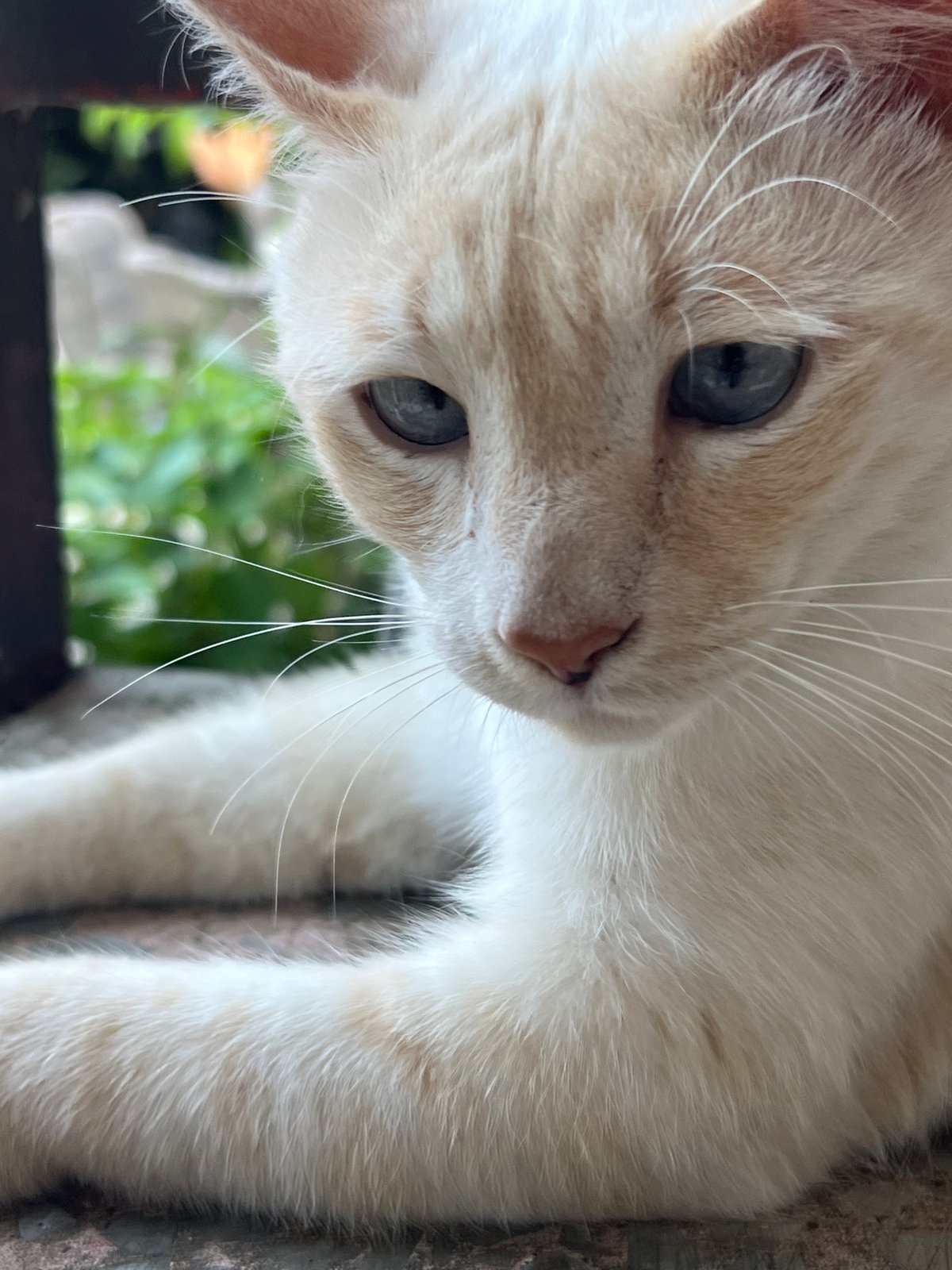 Blue-eyed cat with ginger markings rests by fence in Sochi
