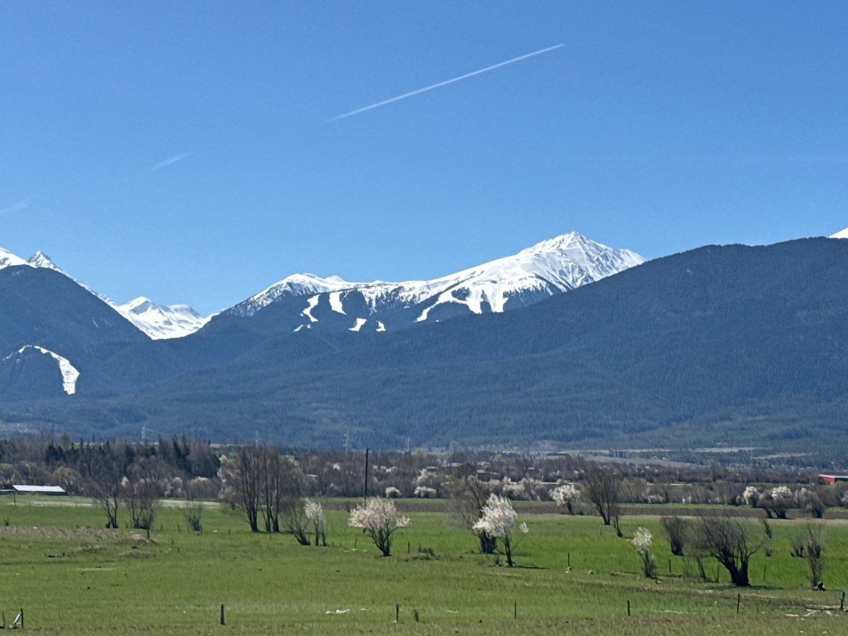 Spring blossoms spotted in rural Razlog field