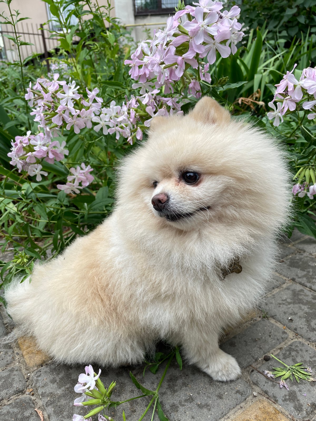 Pomeranian chills in a lush garden among flowers and foliage