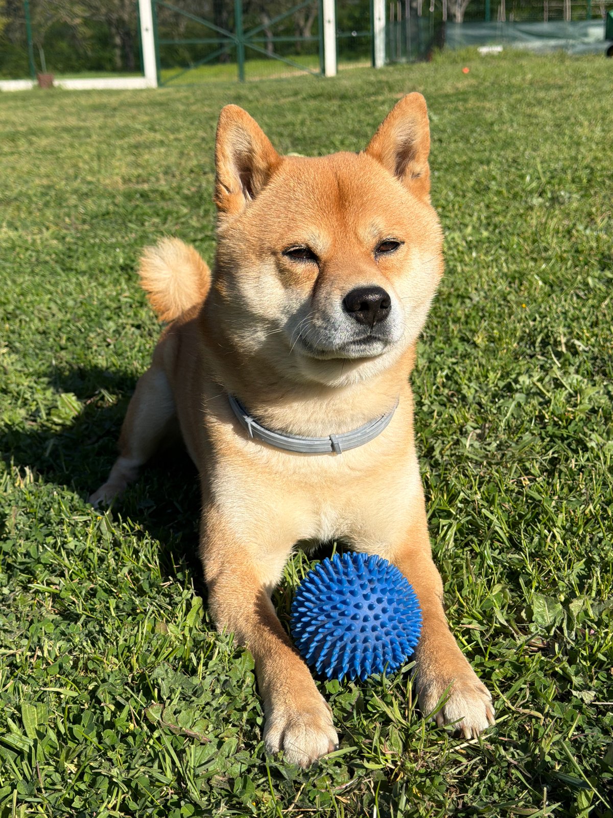Shiba Inu enjoys sunny afternoon playtime in Bulgarian village