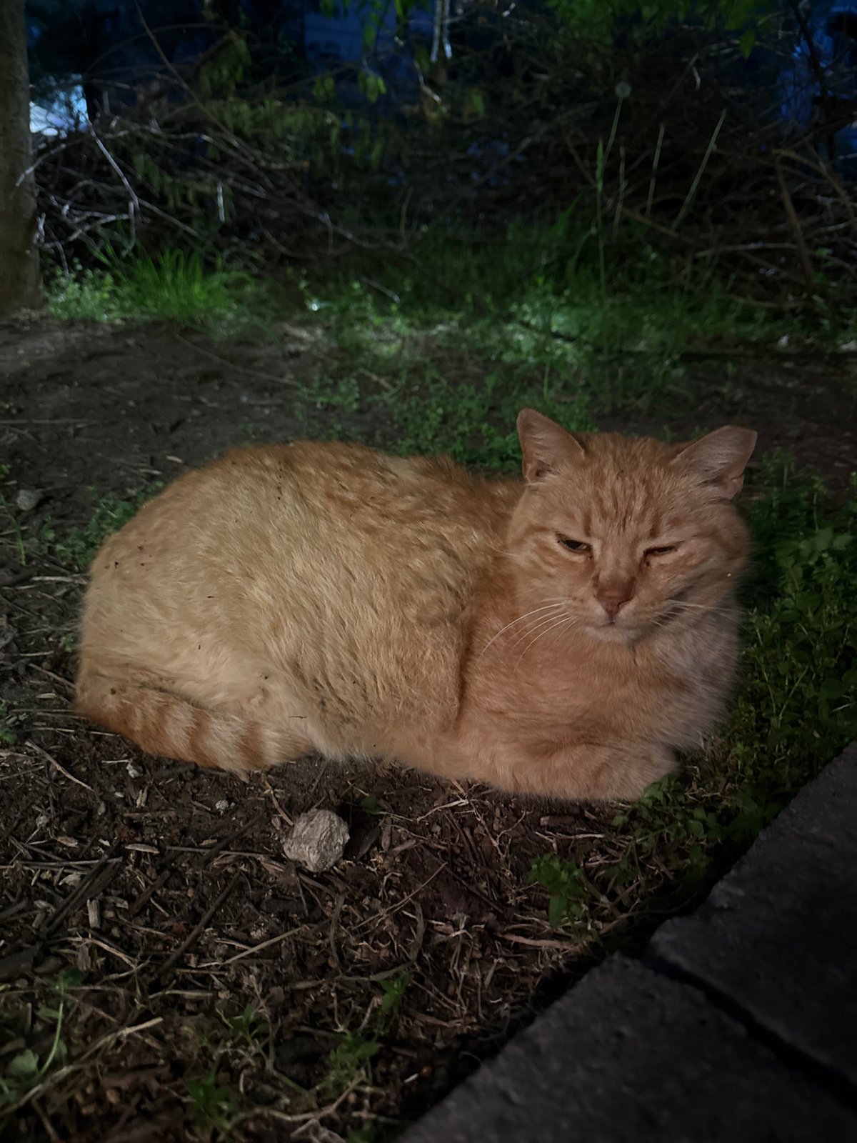 Cat rests in Sofia yard as rain dampens parked car