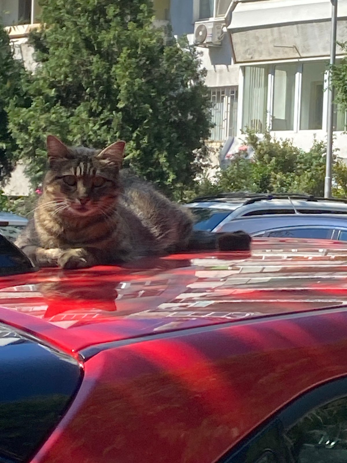 Ordinary life documented across Varna streets during sunny afternoon