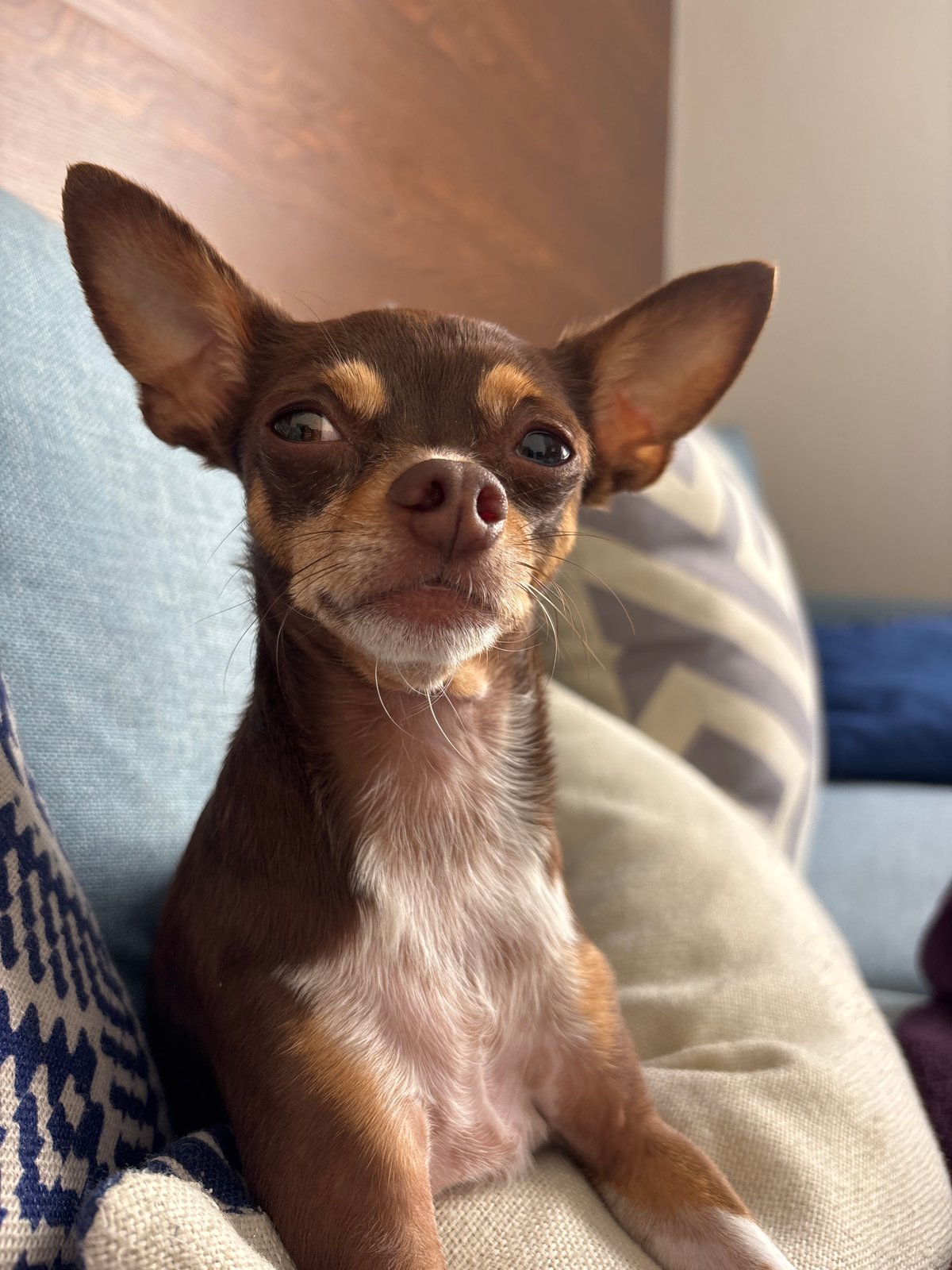 Chihuahua enjoys couch time during afternoon in Puebla