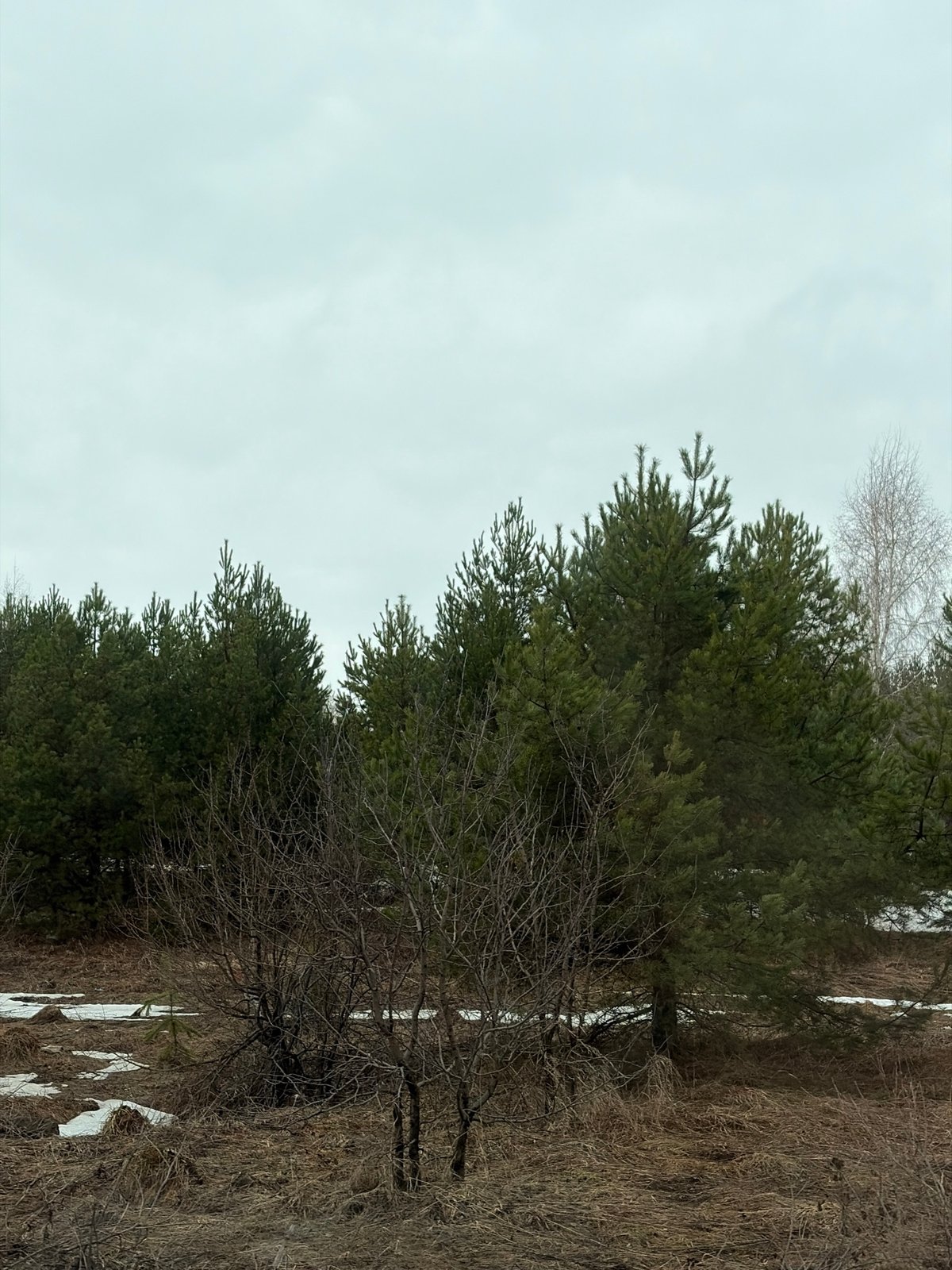 Spring landscape documented in Prikamsky region shows mixed forest