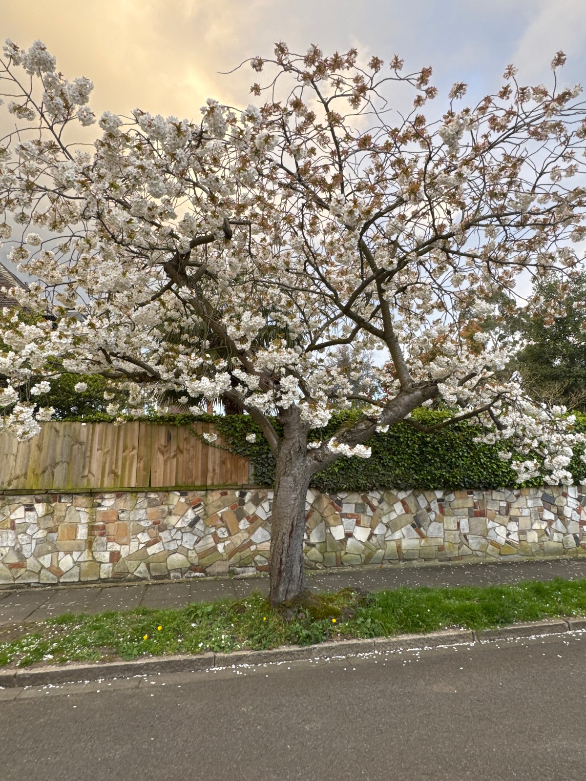 Spring blooms emerge on London street tree