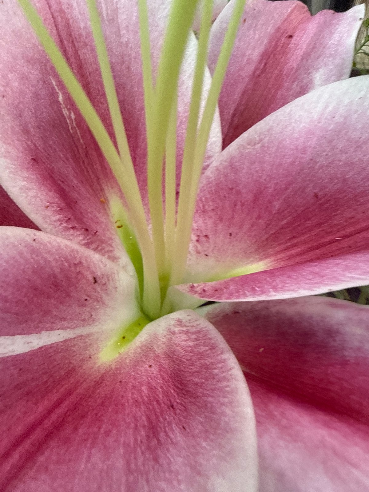 Ordinary moments captured: flowers, storefront, park bench, elevator selfie