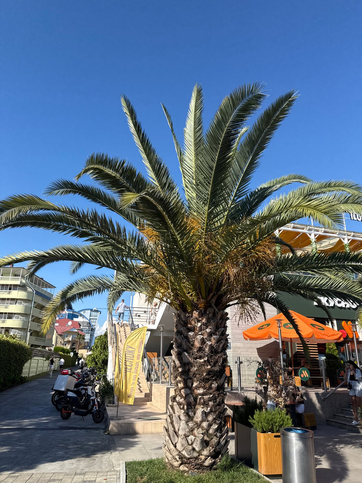 Sochi's beachfront promenade in full summer swing