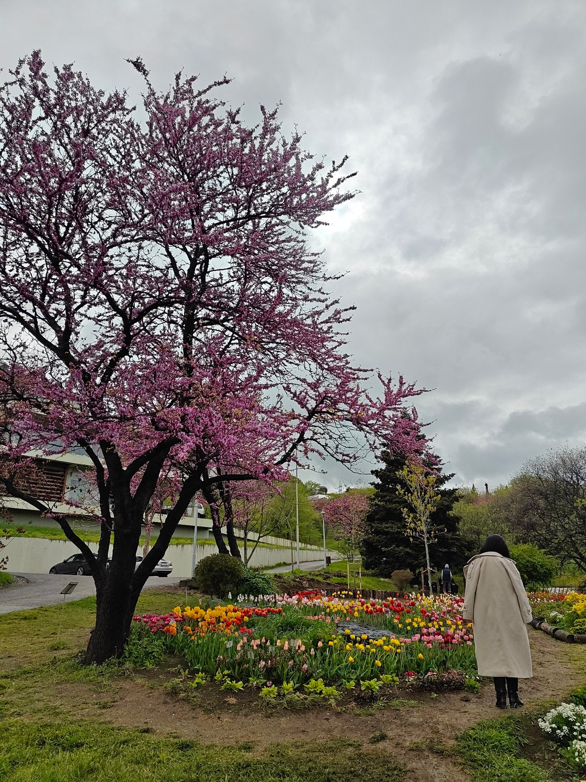 Spring blossoms observed in Tbilisi garden under cloudy skies