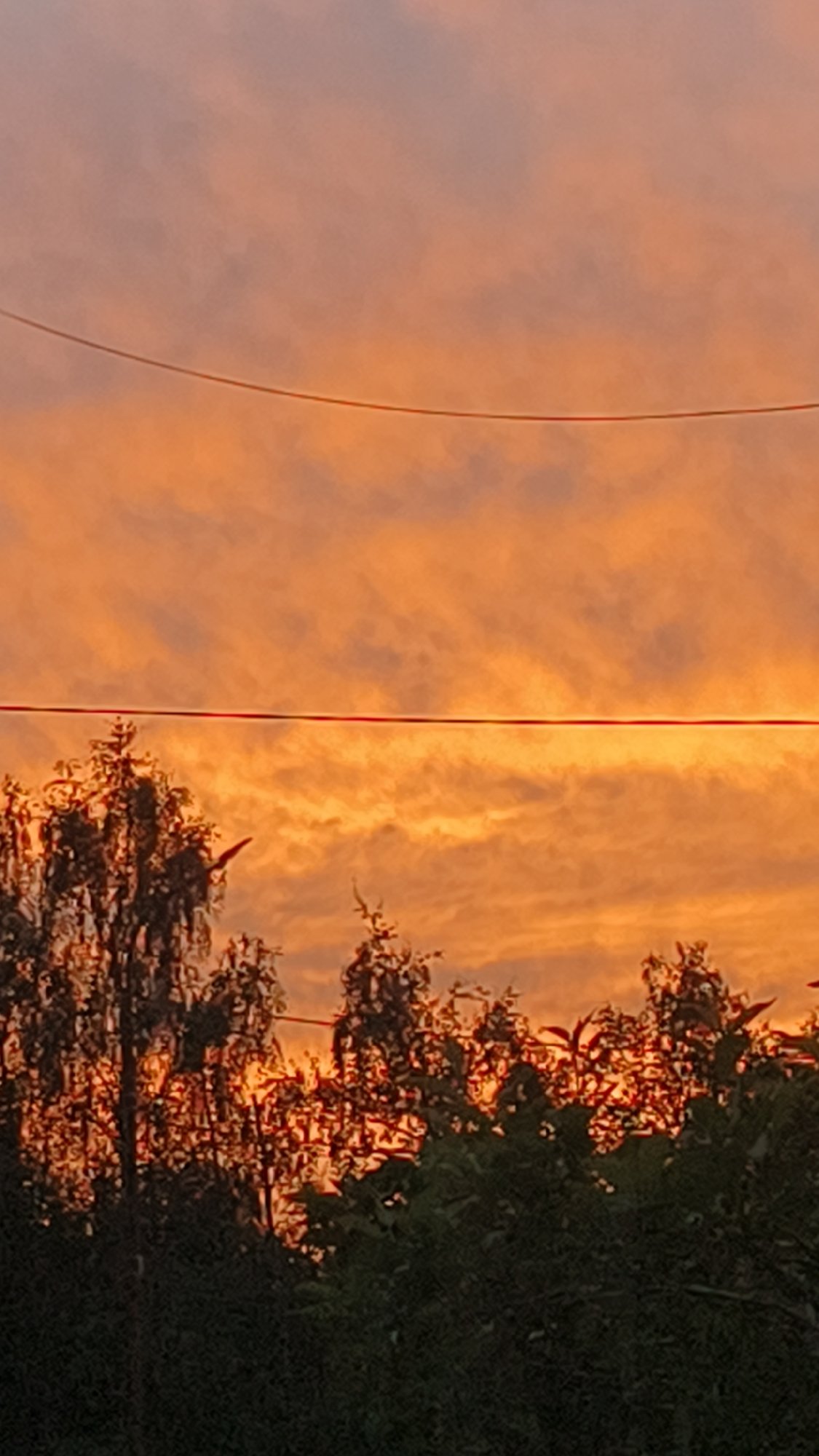 Warm sunset glow behind silhouetted trees and wispy clouds