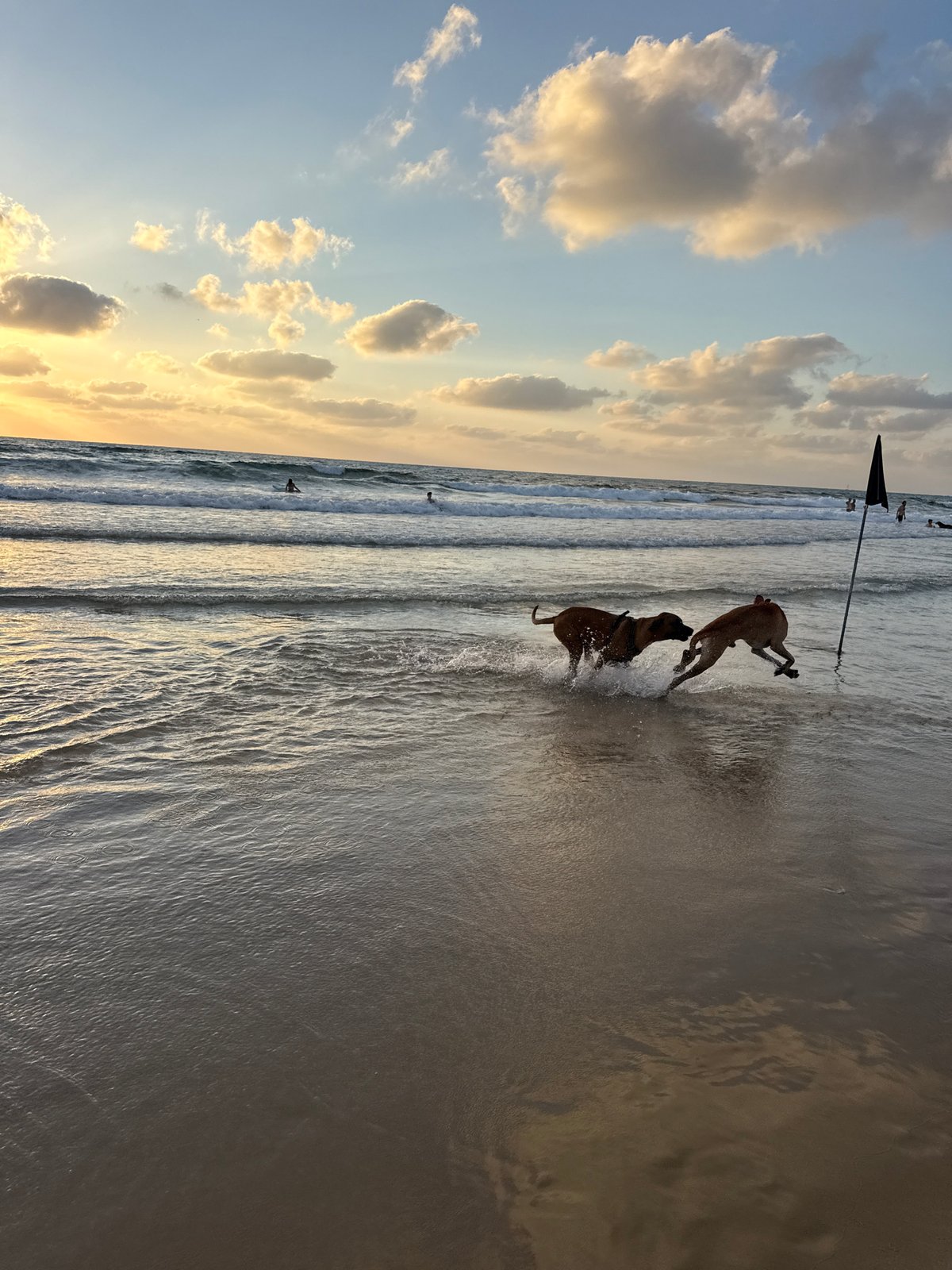 Golden hour at a Tel Aviv beach, dogs and waves.