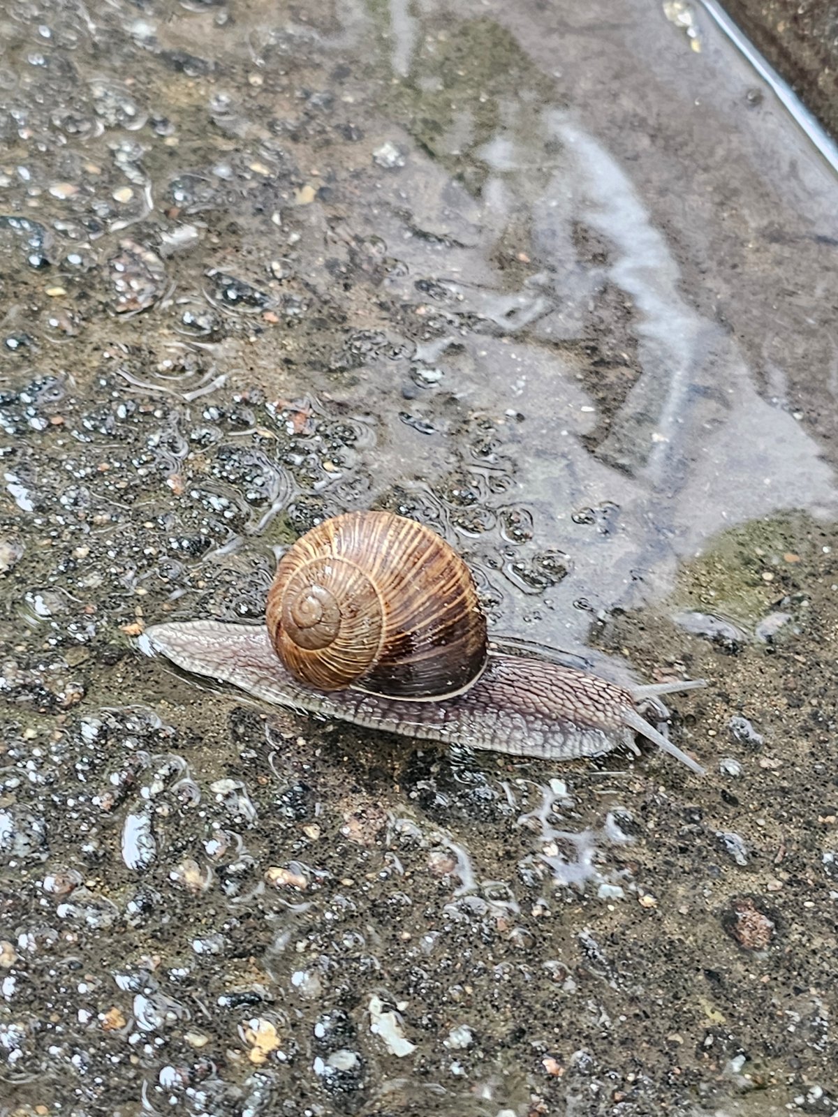 Street-level Moscow: a snail on wet pavement, a worker in the trees