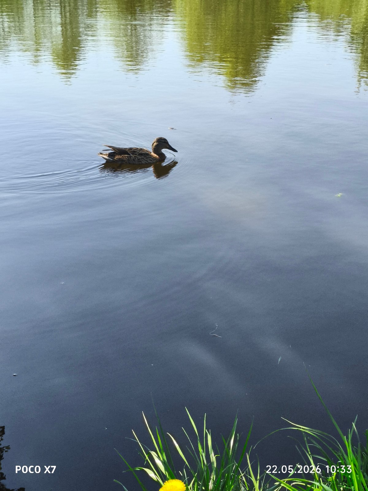 Spring morning scenes captured around Chaikovsky pond with wildlife