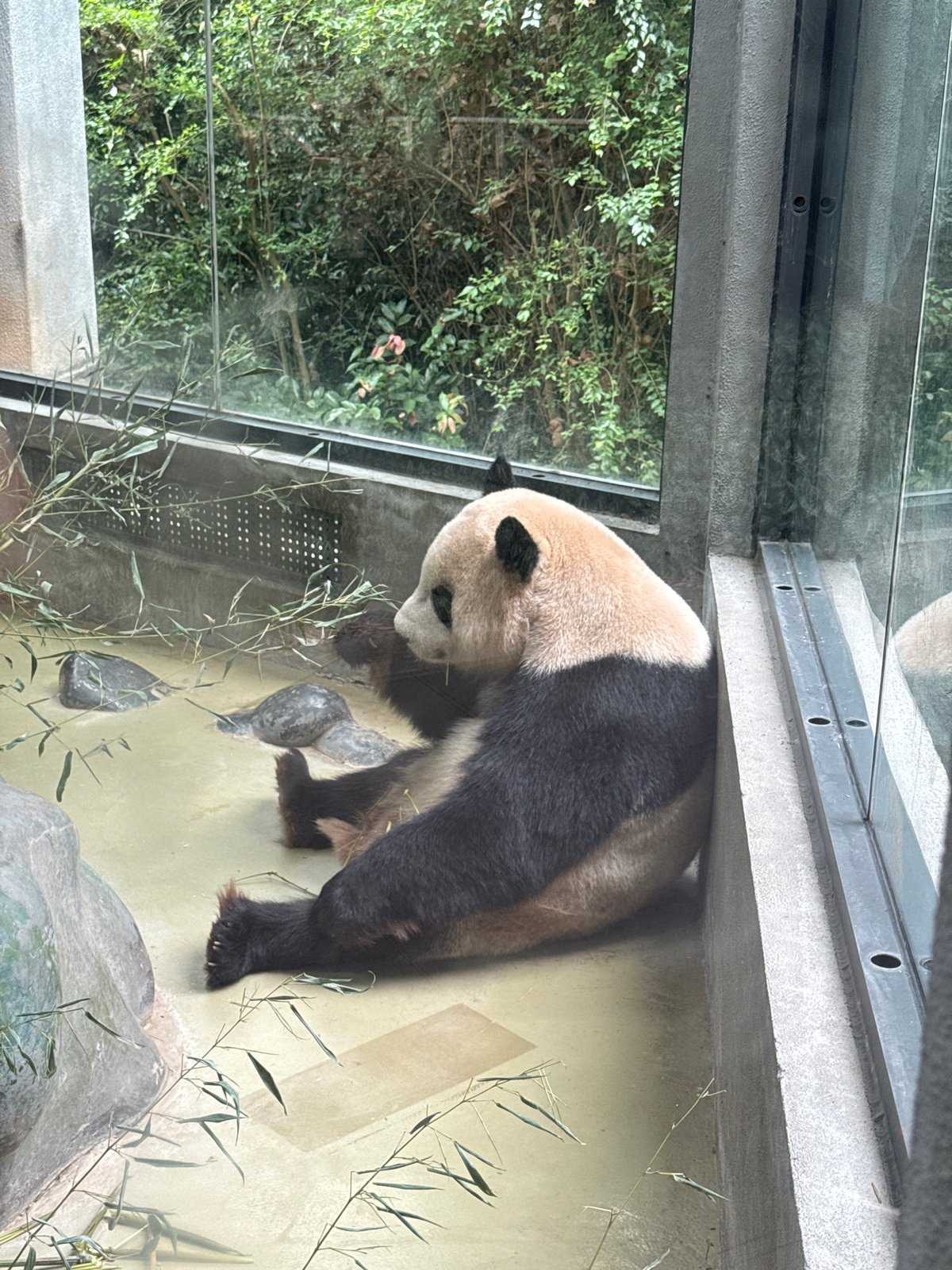 Morning panda observations at Chengdu breeding facility