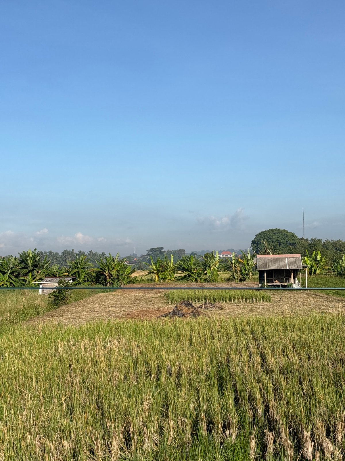 Rice farming scenes documented in rural Abiansemal, Indonesia