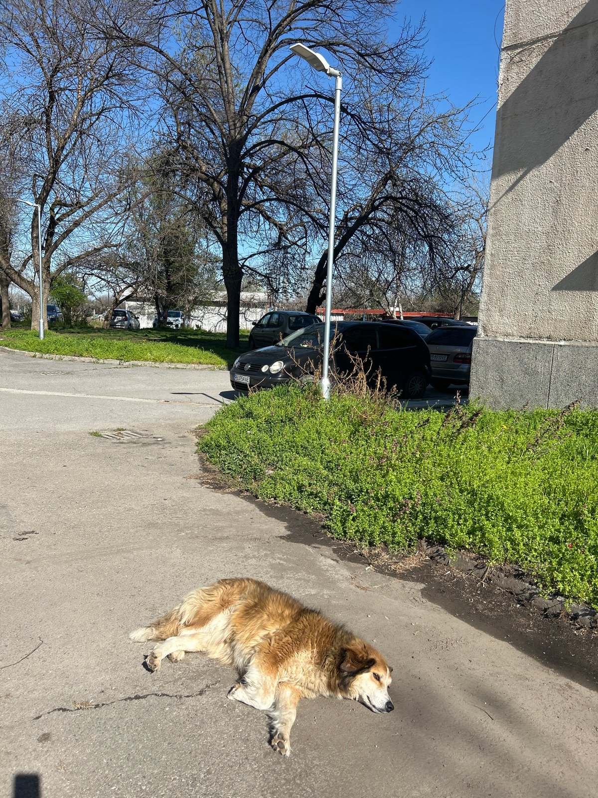 Golden retriever spotted resting on Plovdiv sidewalk during spring morning