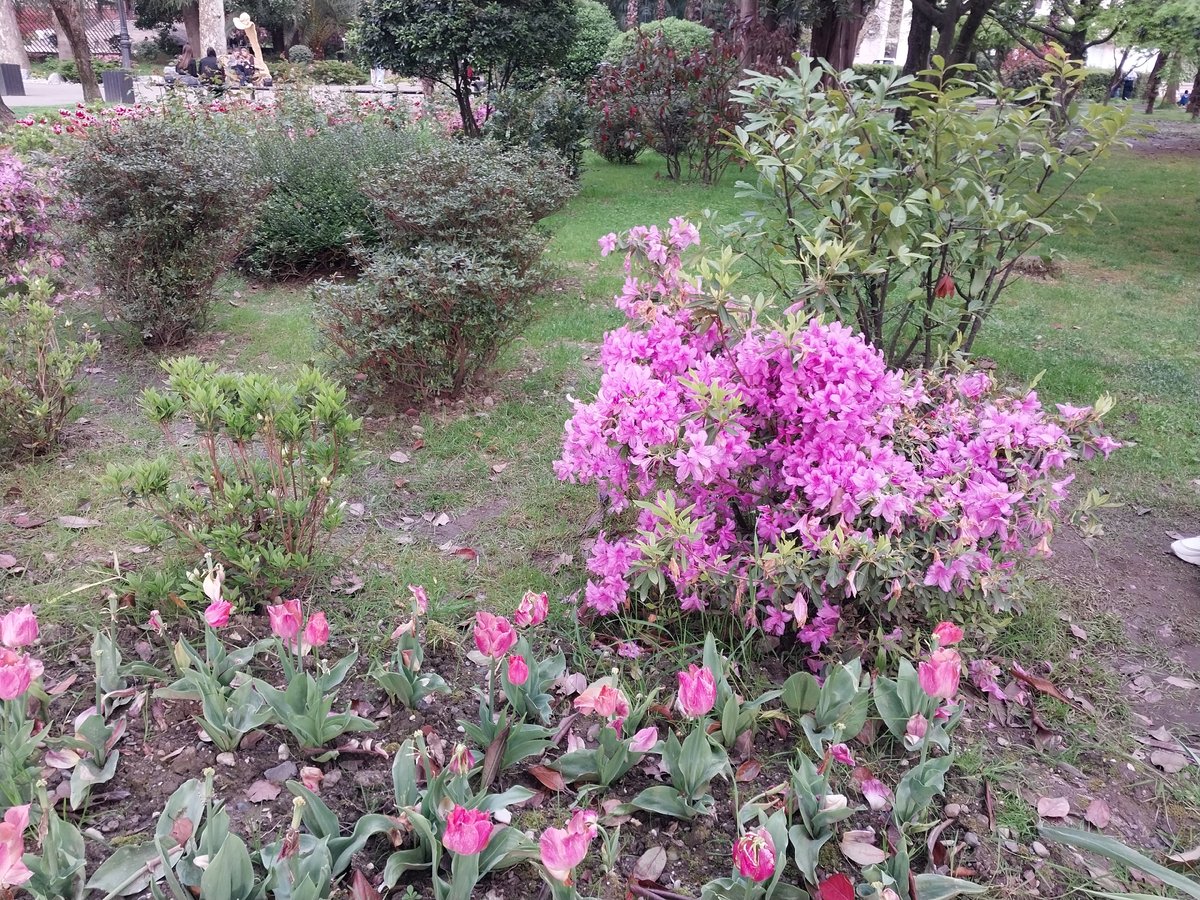 Street violinist performs in blooming Sochi park