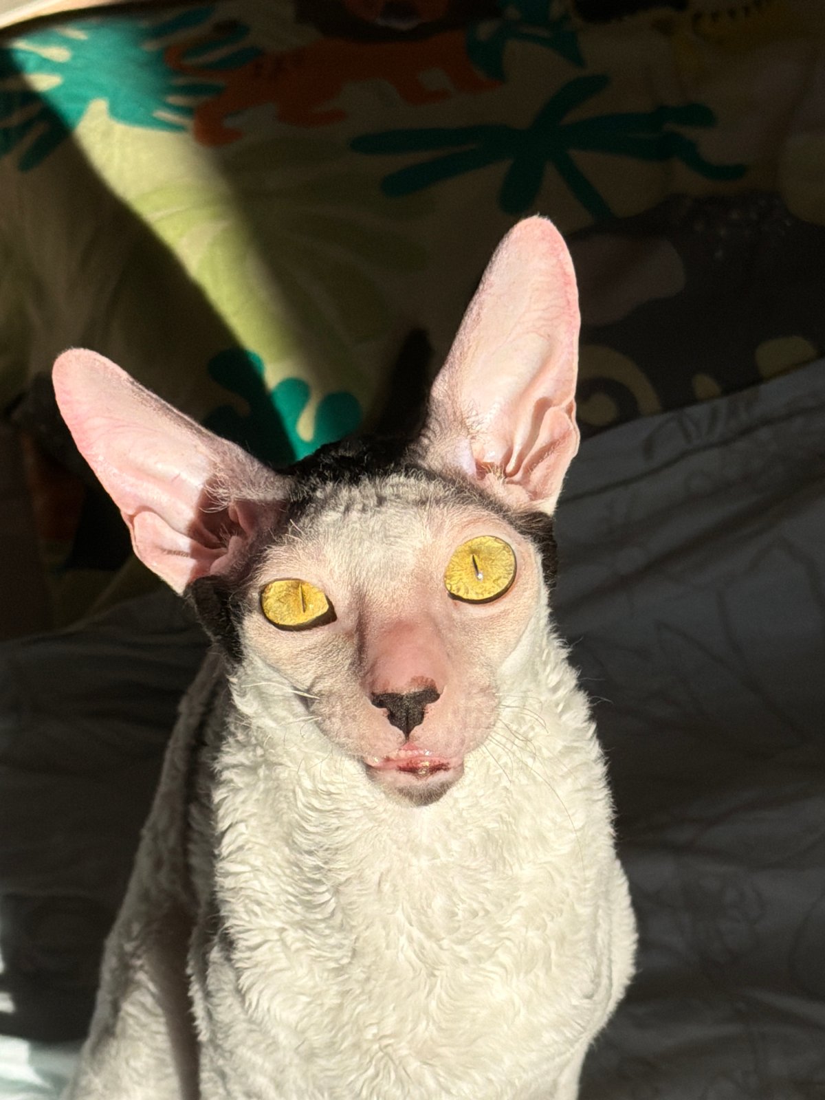 Cornish Rex cats at home in Yekaterinburg
