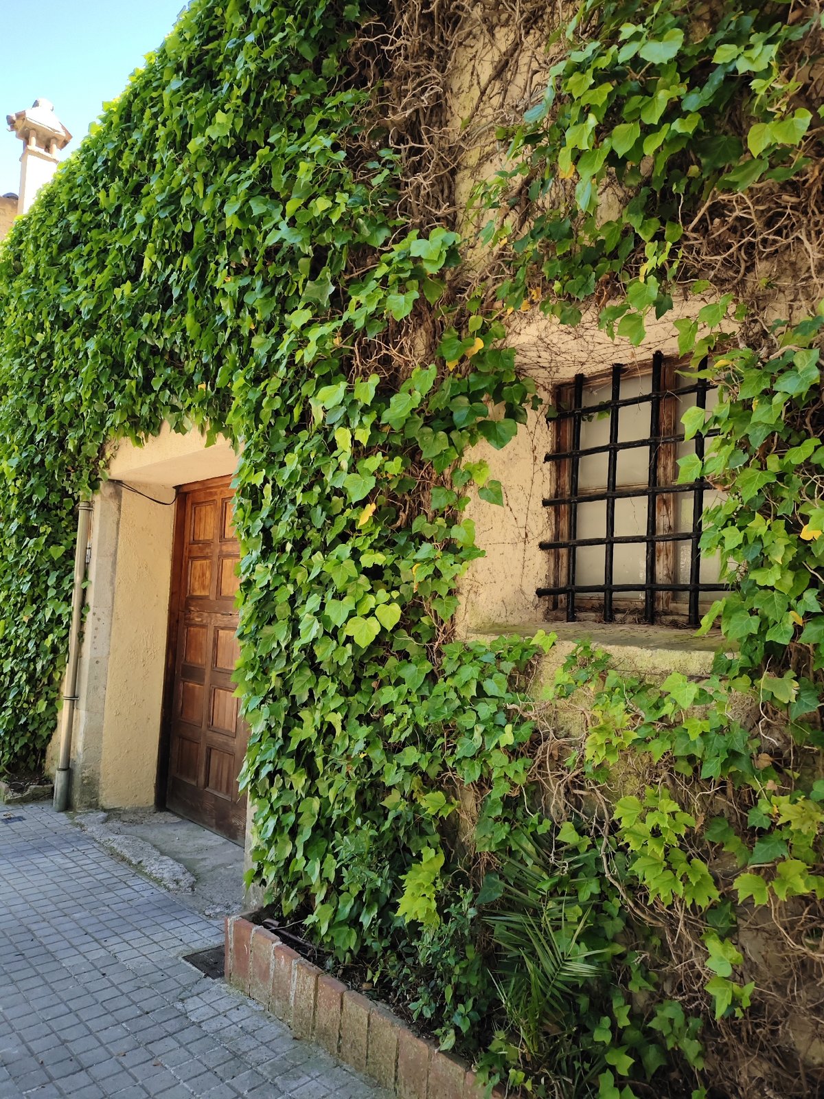Ivy-covered building wall documented in Barcelona street scene