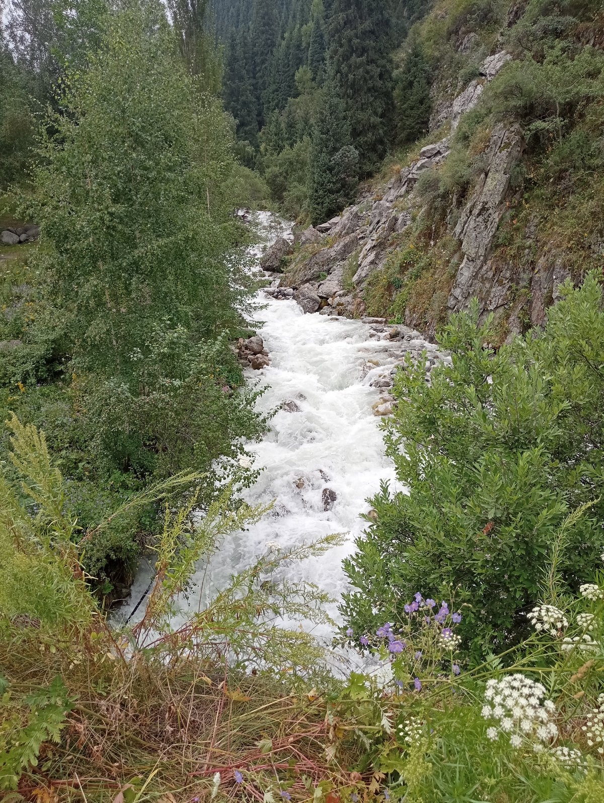Whitewater river ripping through a forested mountain ravine