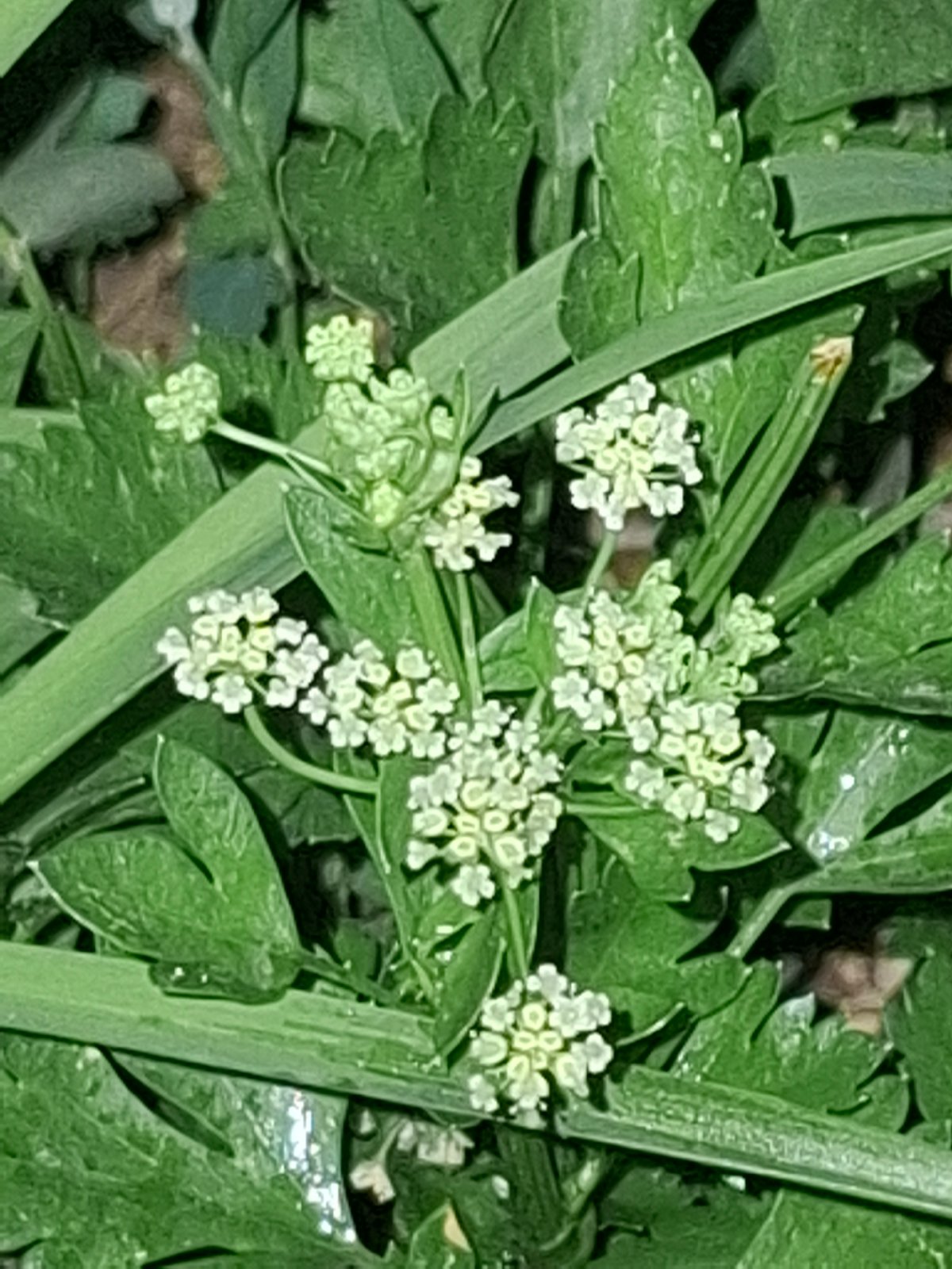 Evening in Almaty: wildflowers, a sickle, and goodnight messages