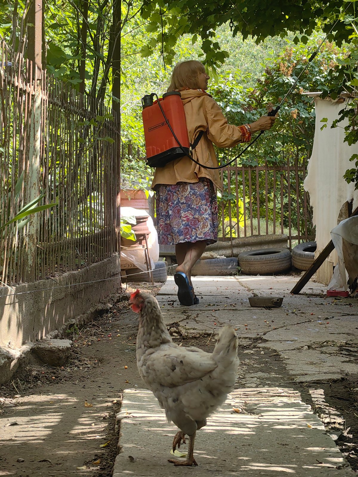 Ukrainian village residents tend gardens, harvest strawberries on summer afternoon