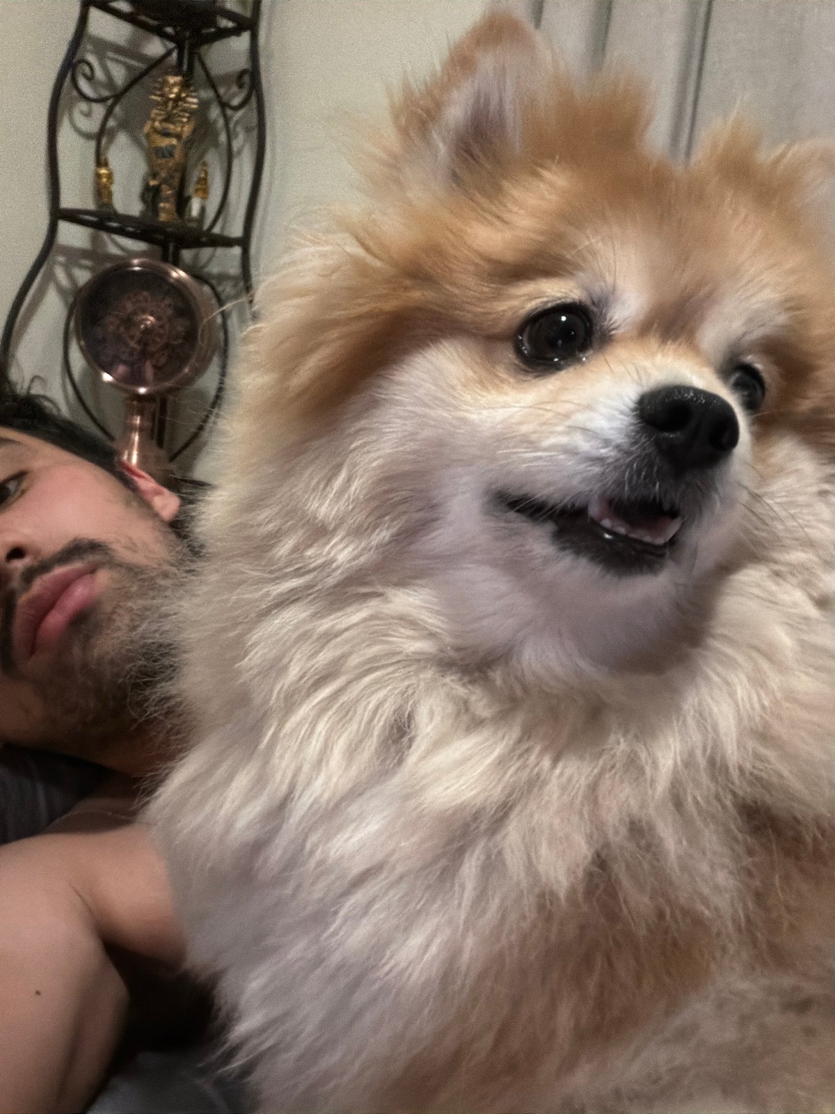 Person photographs Pomeranian dog in Cuautla, Mexico dawn