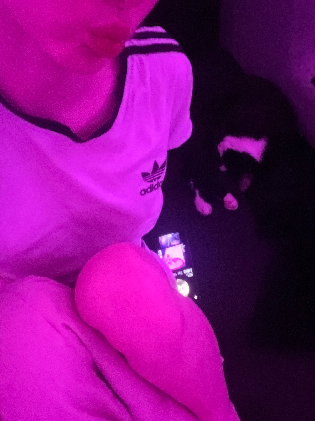 Quiet indoor moments captured under colored lighting with cats