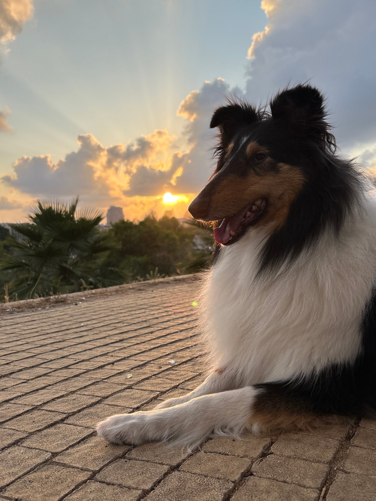 Canine Activity Reported Across Tel Aviv Area Parks