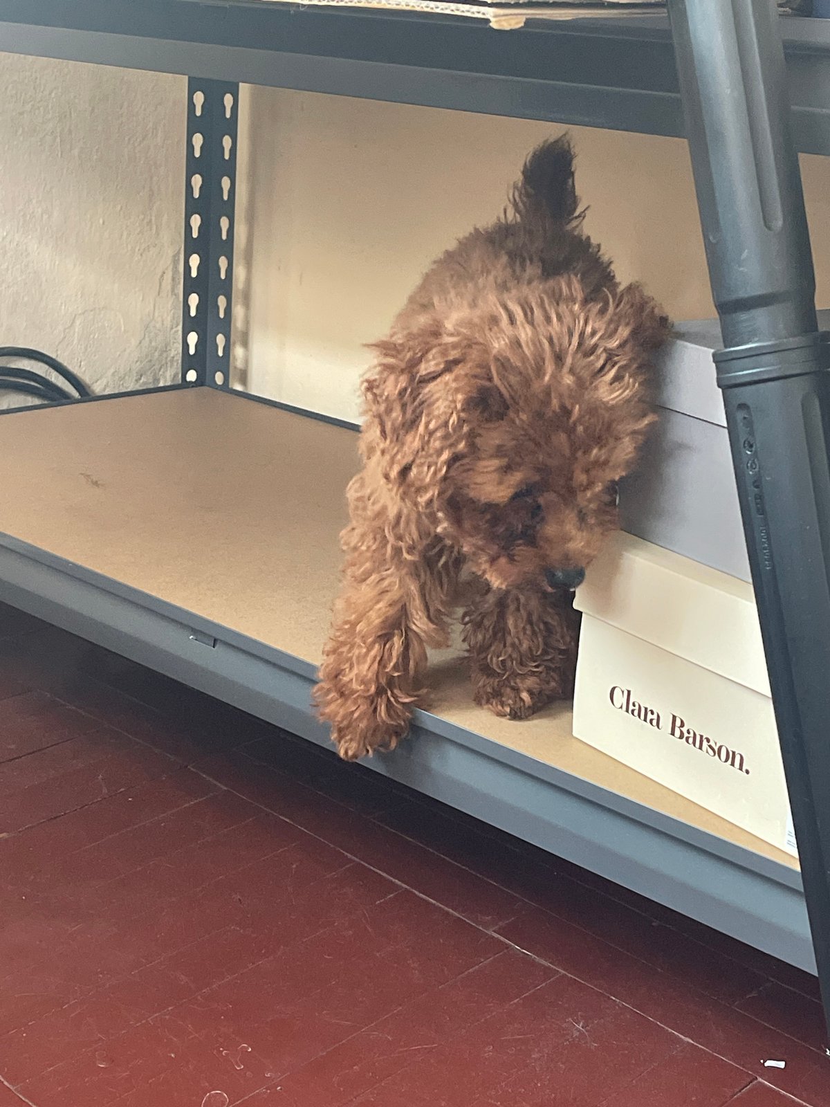 Brown poodle's morning routine documented across Sofia household